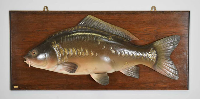 Natural History: A Carved Halfblock Mirror Carp (Cyprinus carpio carpio)