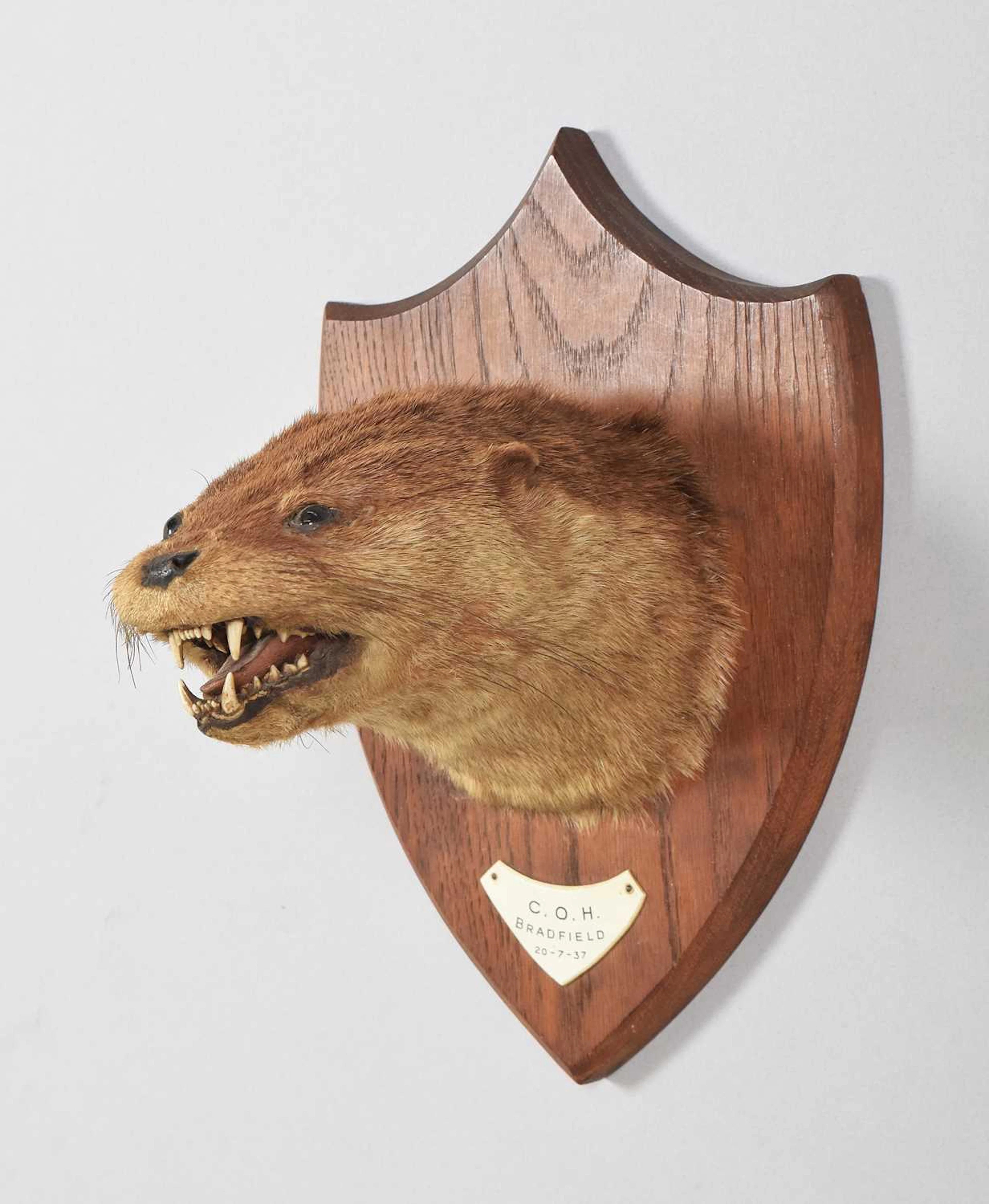 Taxidermy: Eurasian Otter Mask, dated 1937, C.O.H