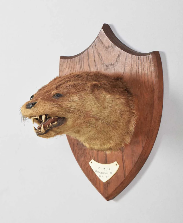 Taxidermy: Eurasian Otter Mask, dated 1937, C.O.H