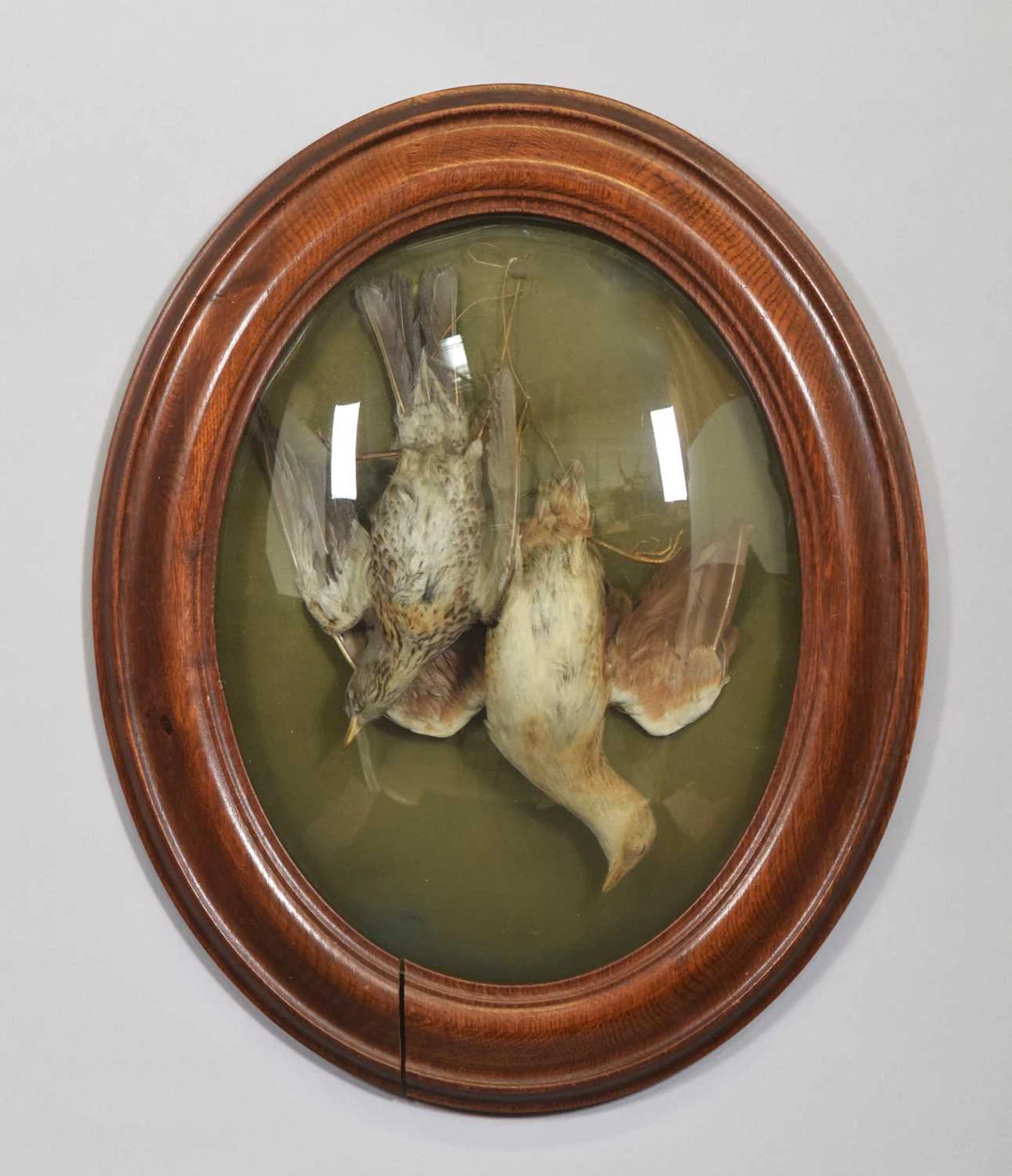 Taxidermy: A Wall Framed Fieldfare and Corncrake, by Ledot, 168 Rue