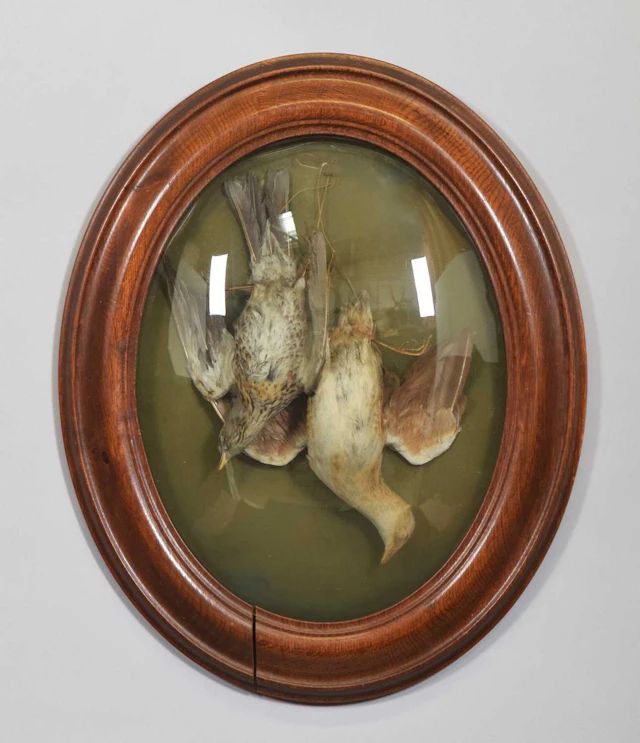 Taxidermy: A Wall Framed Fieldfare and Corncrake, by Ledot, 168 Rue