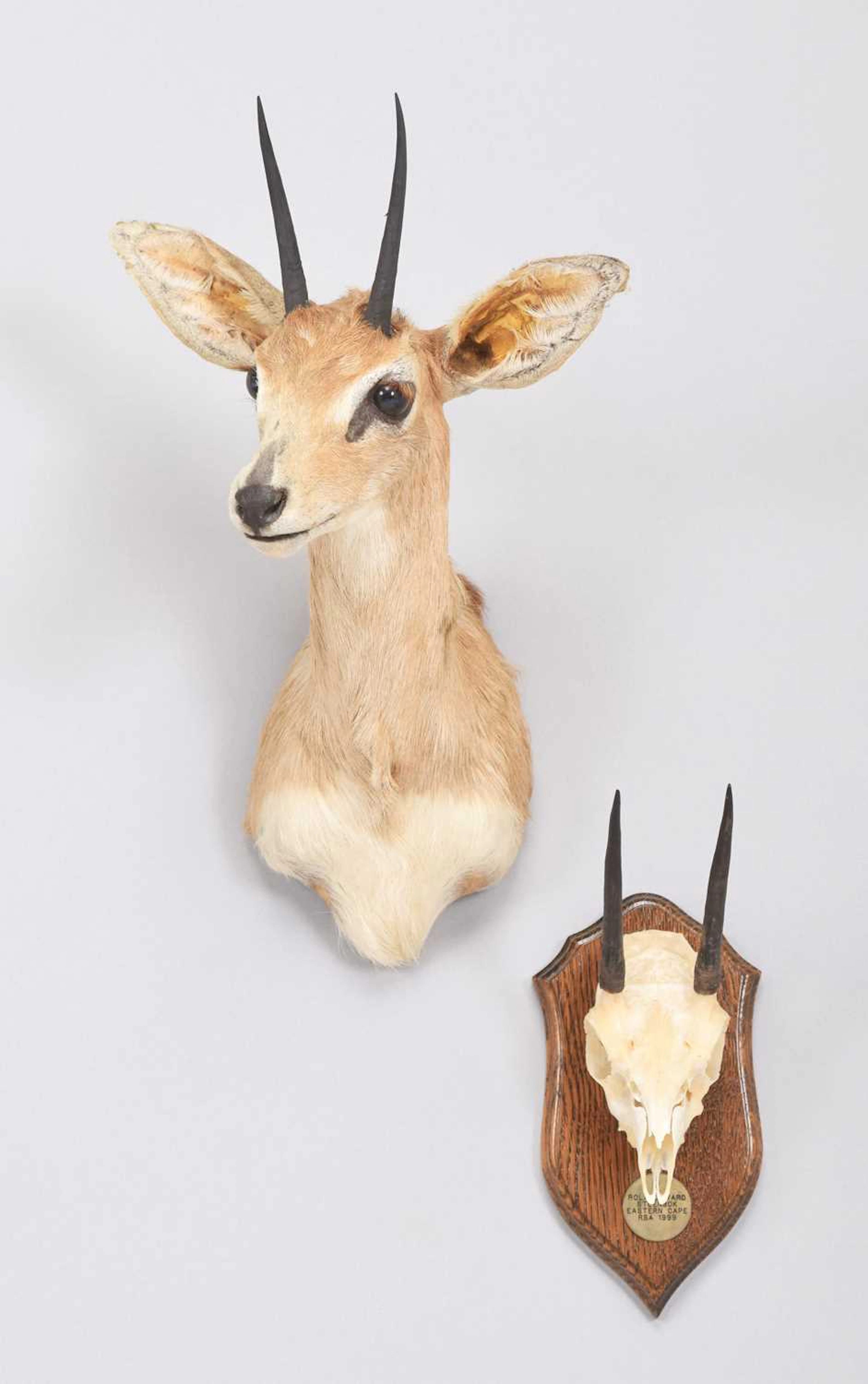 Taxidermy: South African Steenbok (Raphicerus campestris campestris)