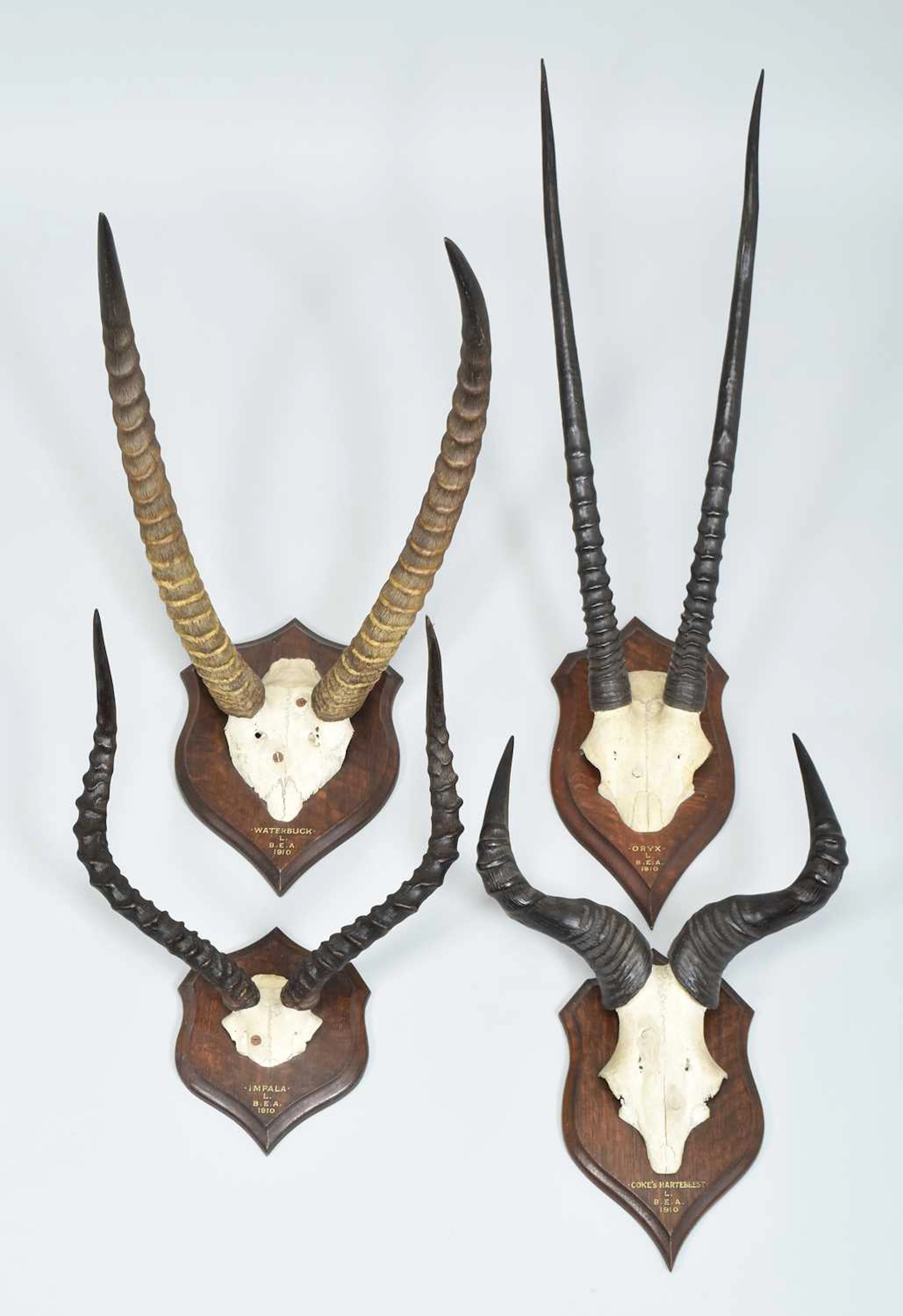 Antlers/Horns: A Group of African Big Game Trophy Horns, dated 1910