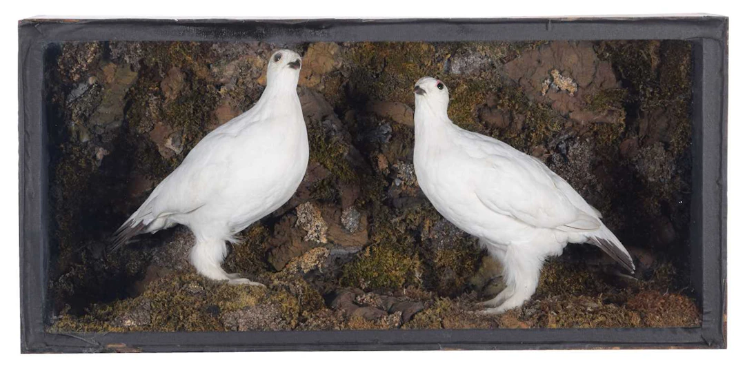 Taxidermy: A Late Victorian Cased Pair of Rock Ptarmigan (Lagopus