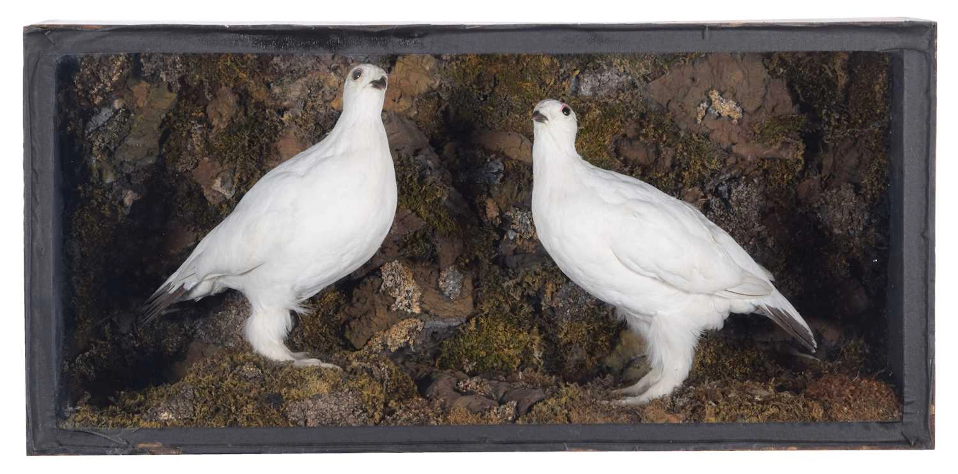 Taxidermy: A Late Victorian Cased Pair of Rock Ptarmigan (Lagopus