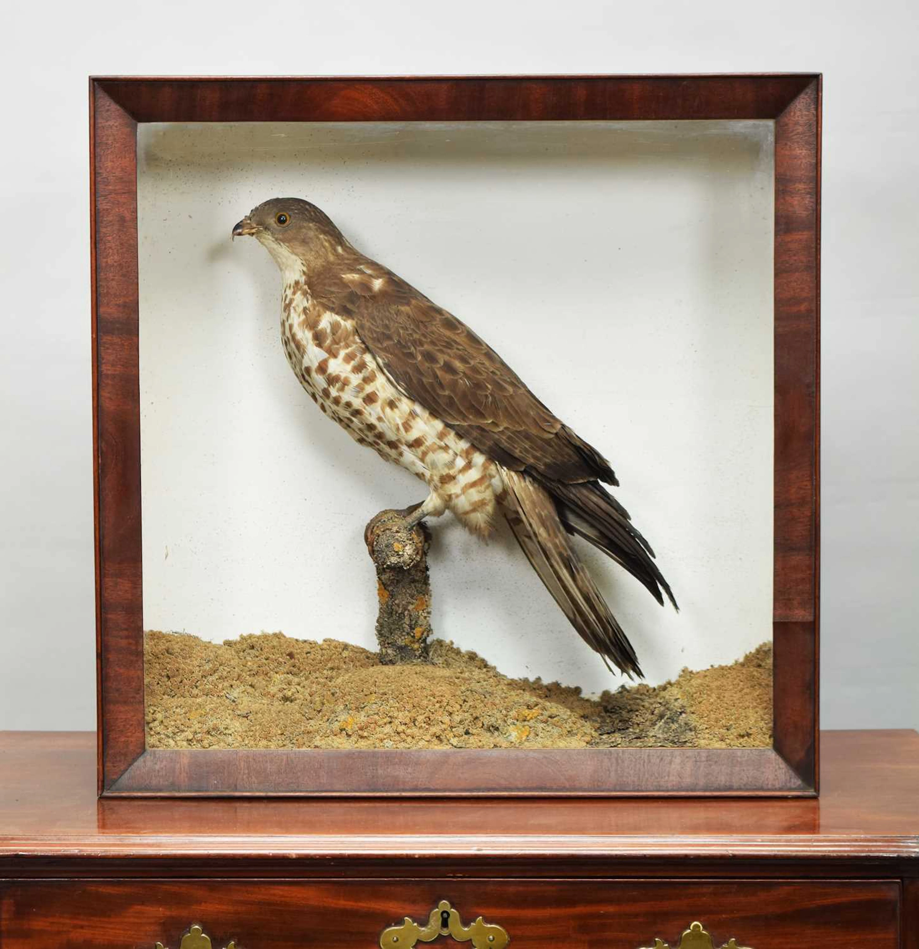 Taxidermy: A Victorian Cased European Honey Buzzard (Pernis apivorus)