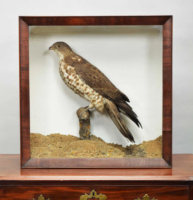 Taxidermy: A Victorian Cased European Honey Buzzard (Pernis apivorus)