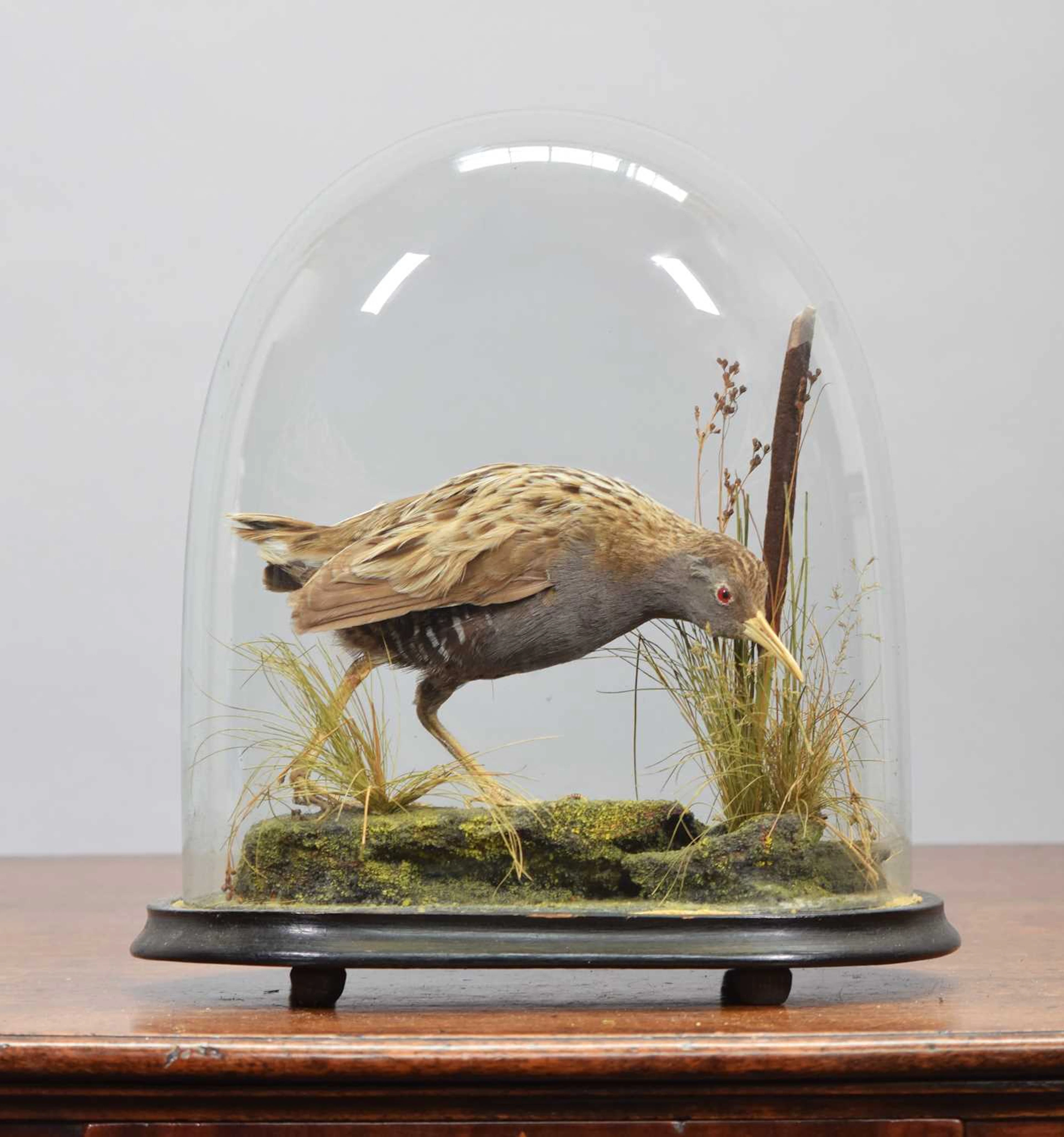 Taxidermy: A Late Victorian Water Rail (Rallus aquaticus), circa 1880-1900
