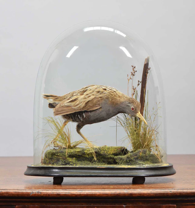 Taxidermy: A Late Victorian Water Rail (Rallus aquaticus), circa 1880-1900