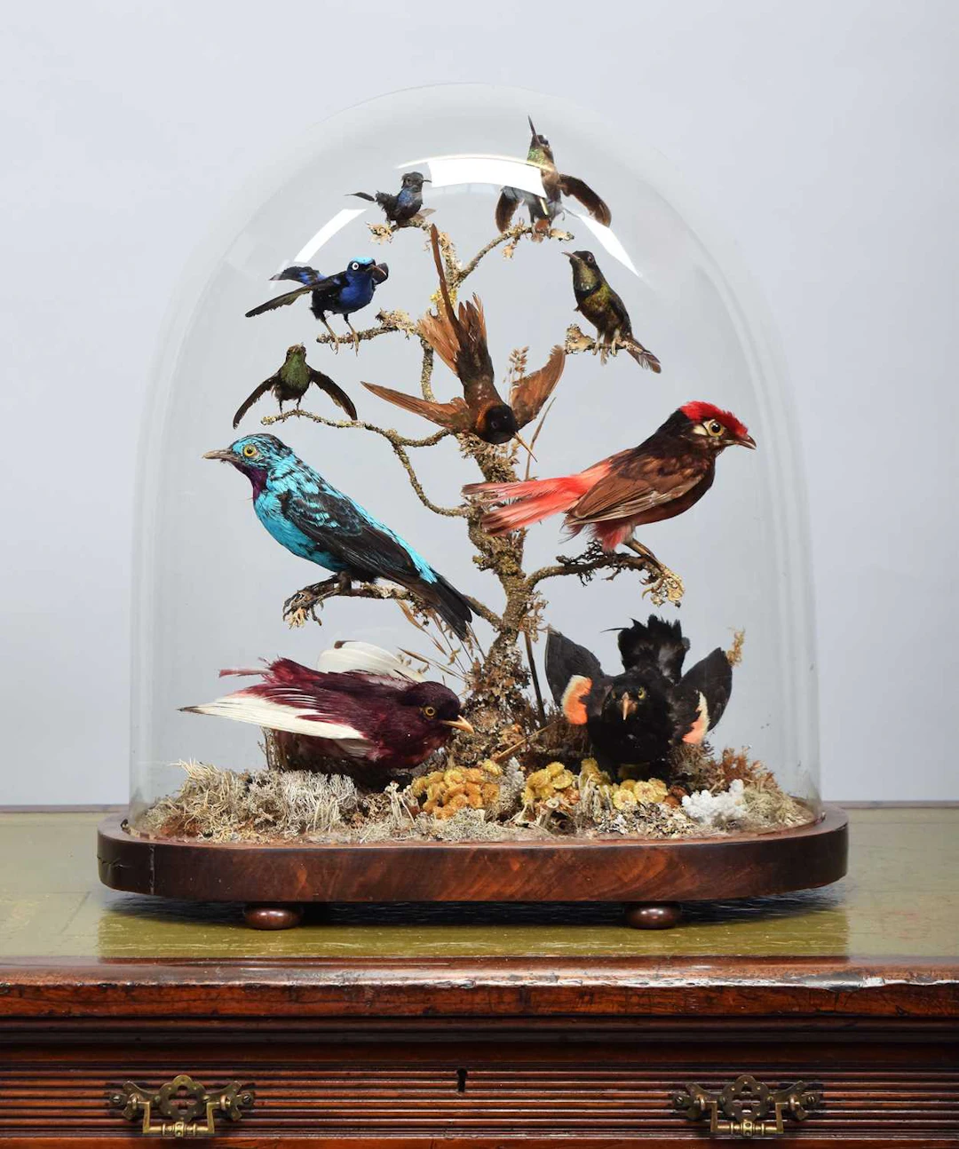 Taxidermy: A Late Victorian South American Tropical Bird Display