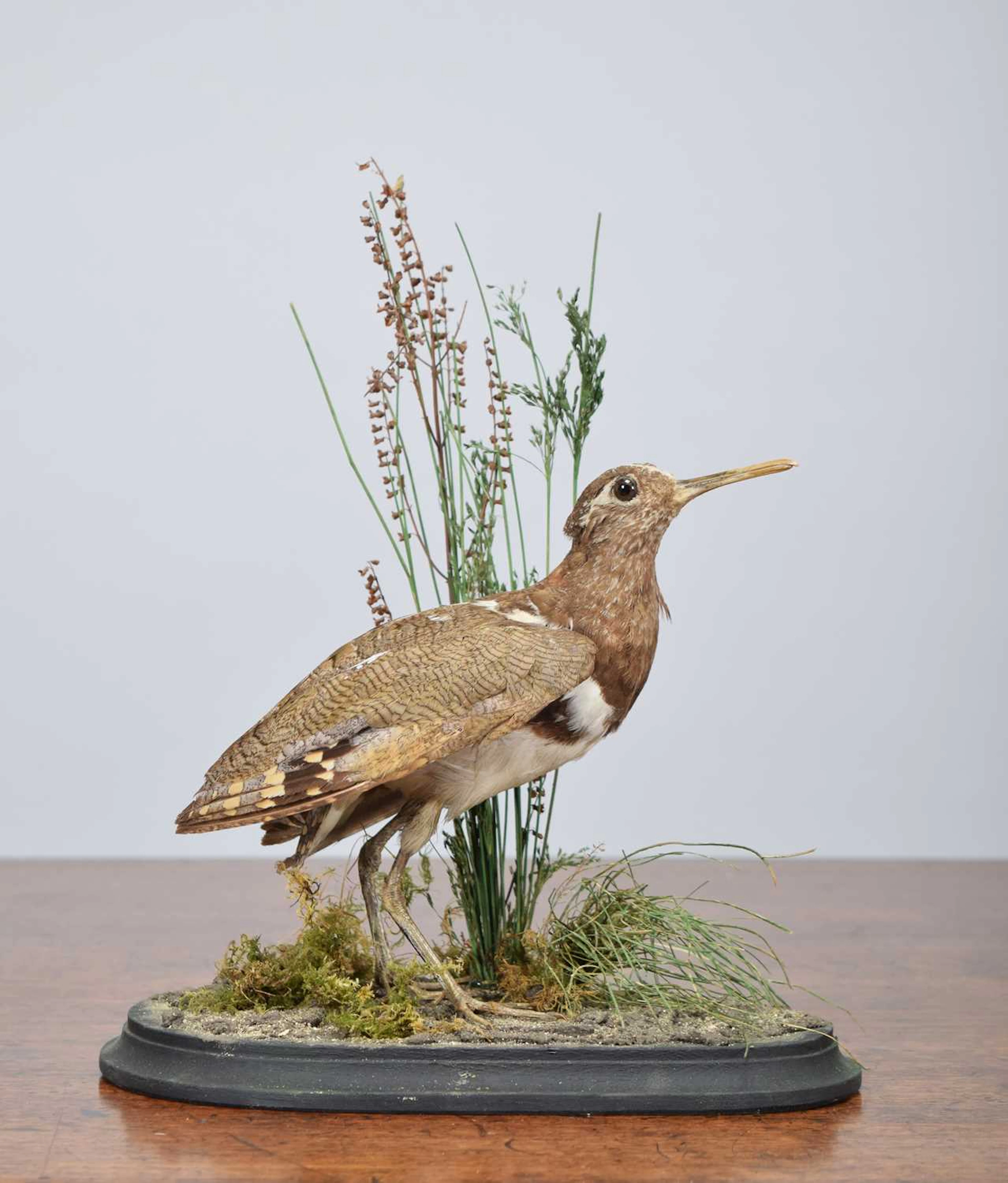 Taxidermy: A Very Rare Australian Painted-Snipe (Rostratula australis)
