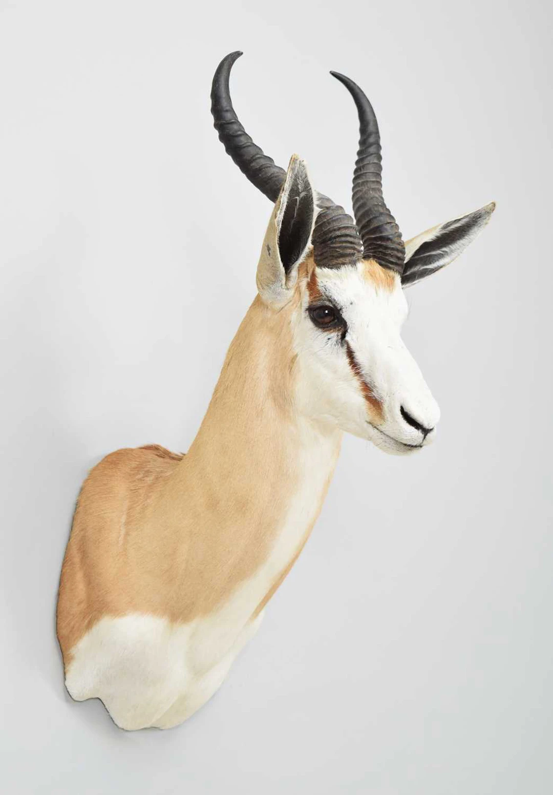 Taxidermy: South African Springbok (Antidorcas marsupialis), 2016