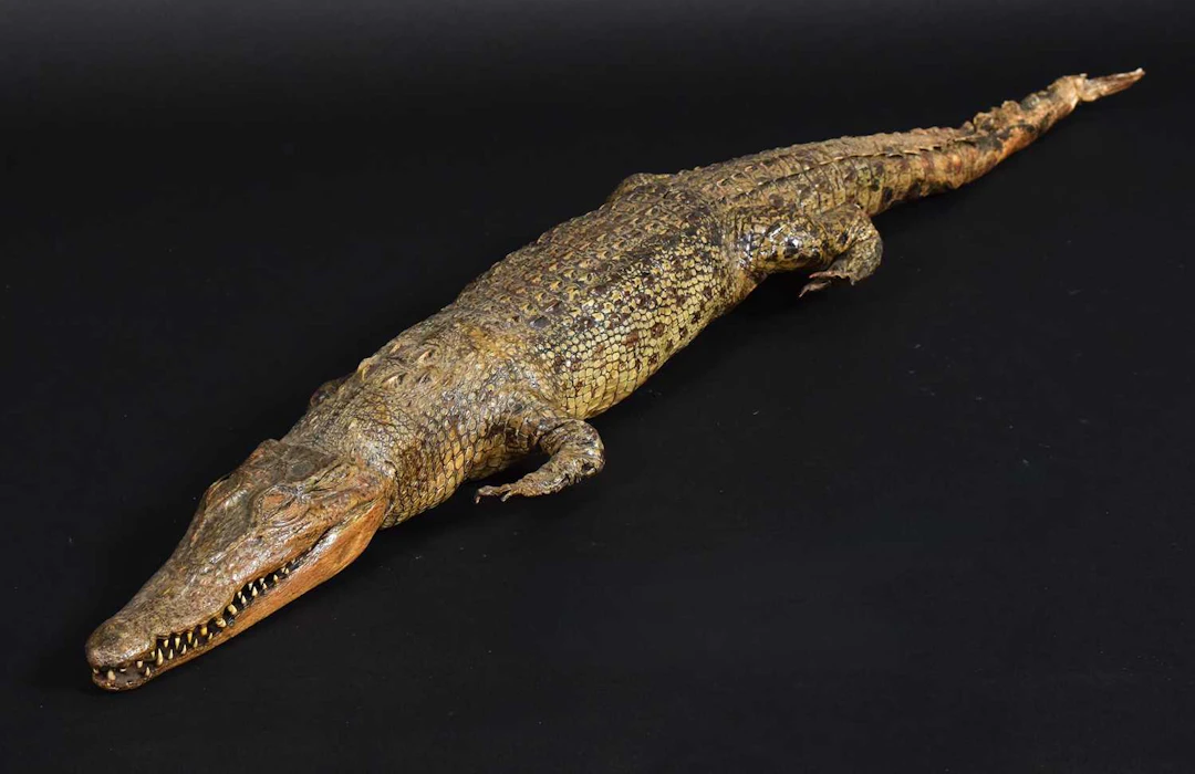 Taxidermy: Nile Crocodile (Crocodylus niloticus), circa early 20th