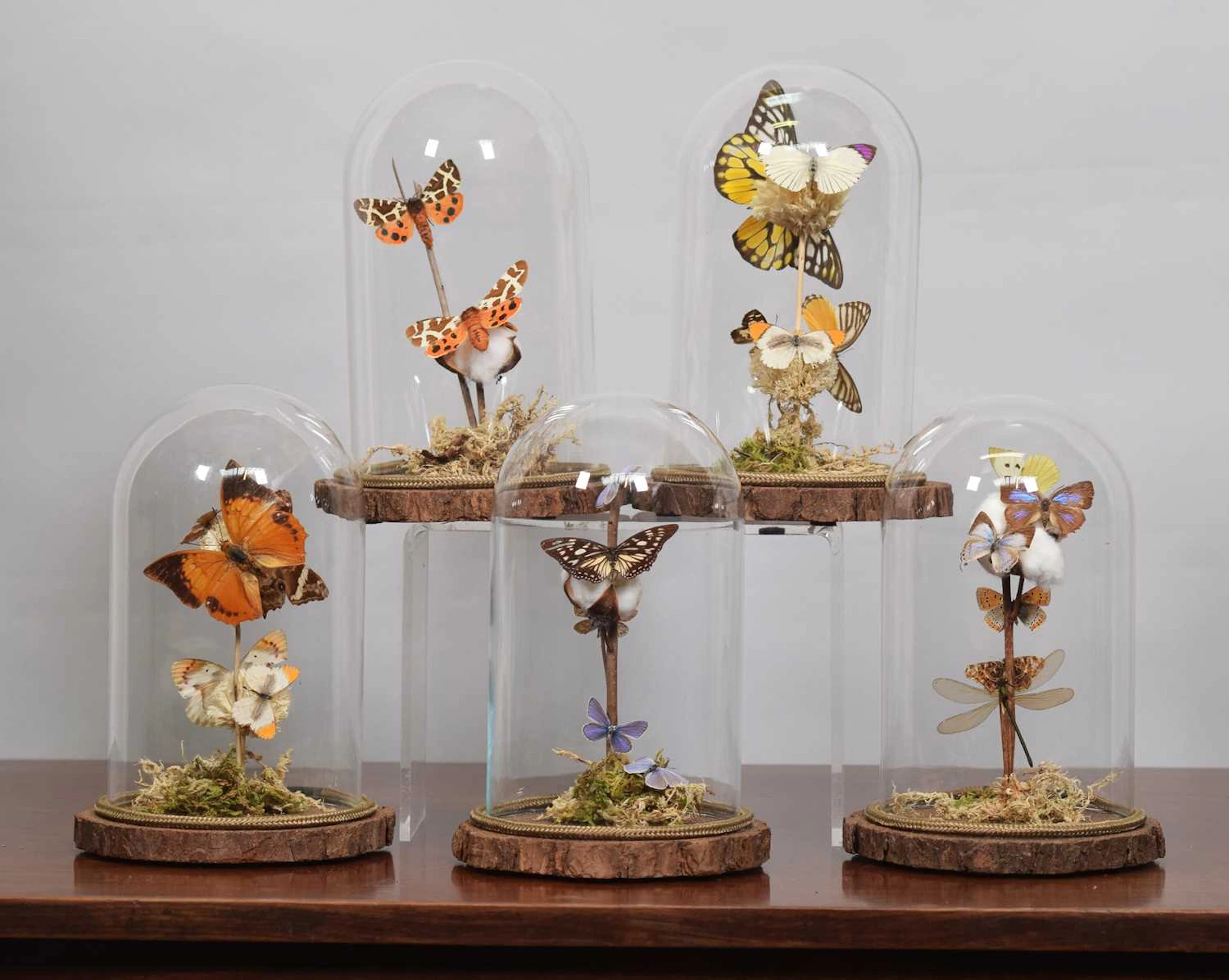 Entomology: A Group of Five Butterfly & Moth Domes