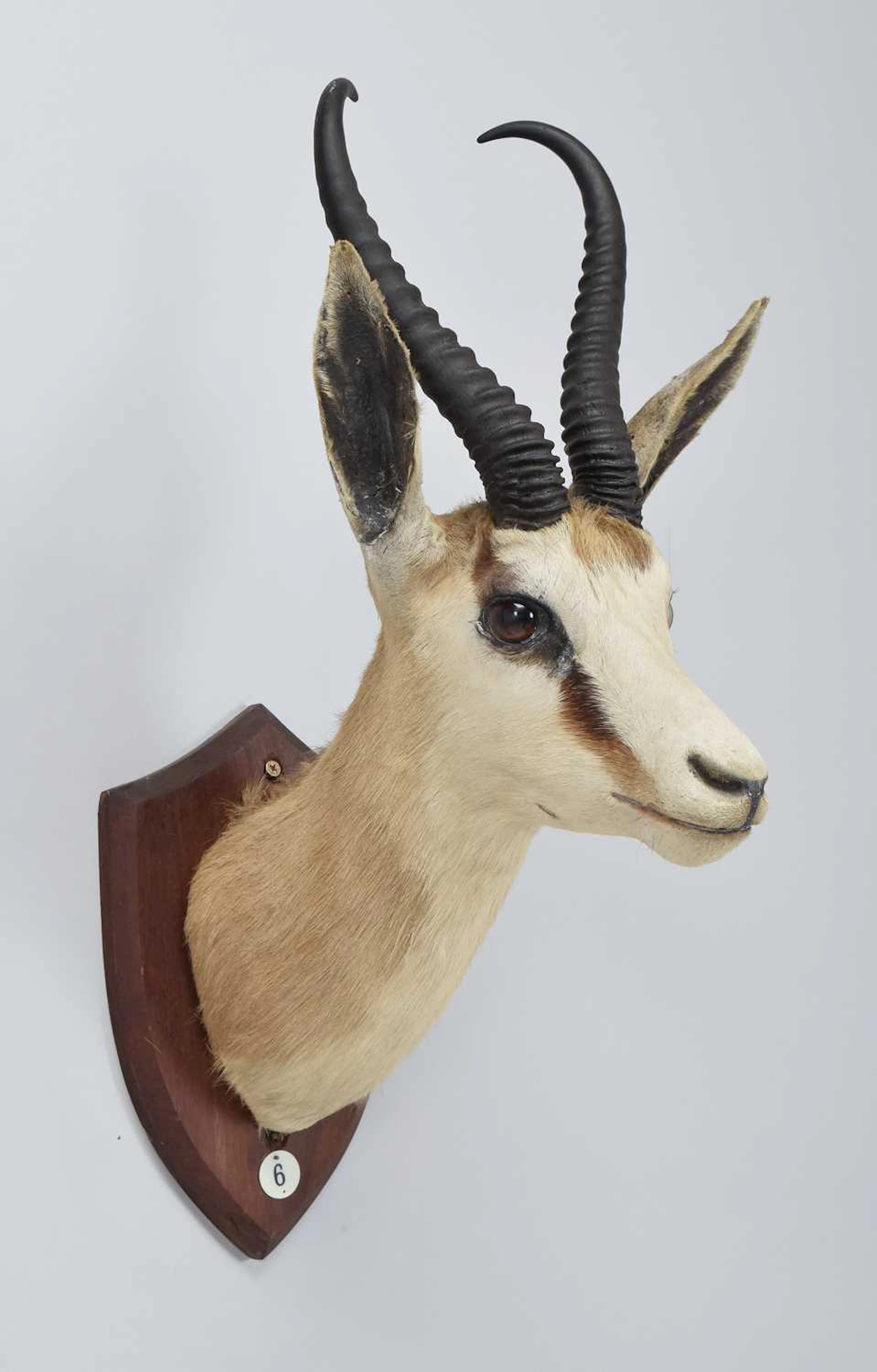 Taxidermy: South African Springbok (Antidorcas marsupialis), De Beers