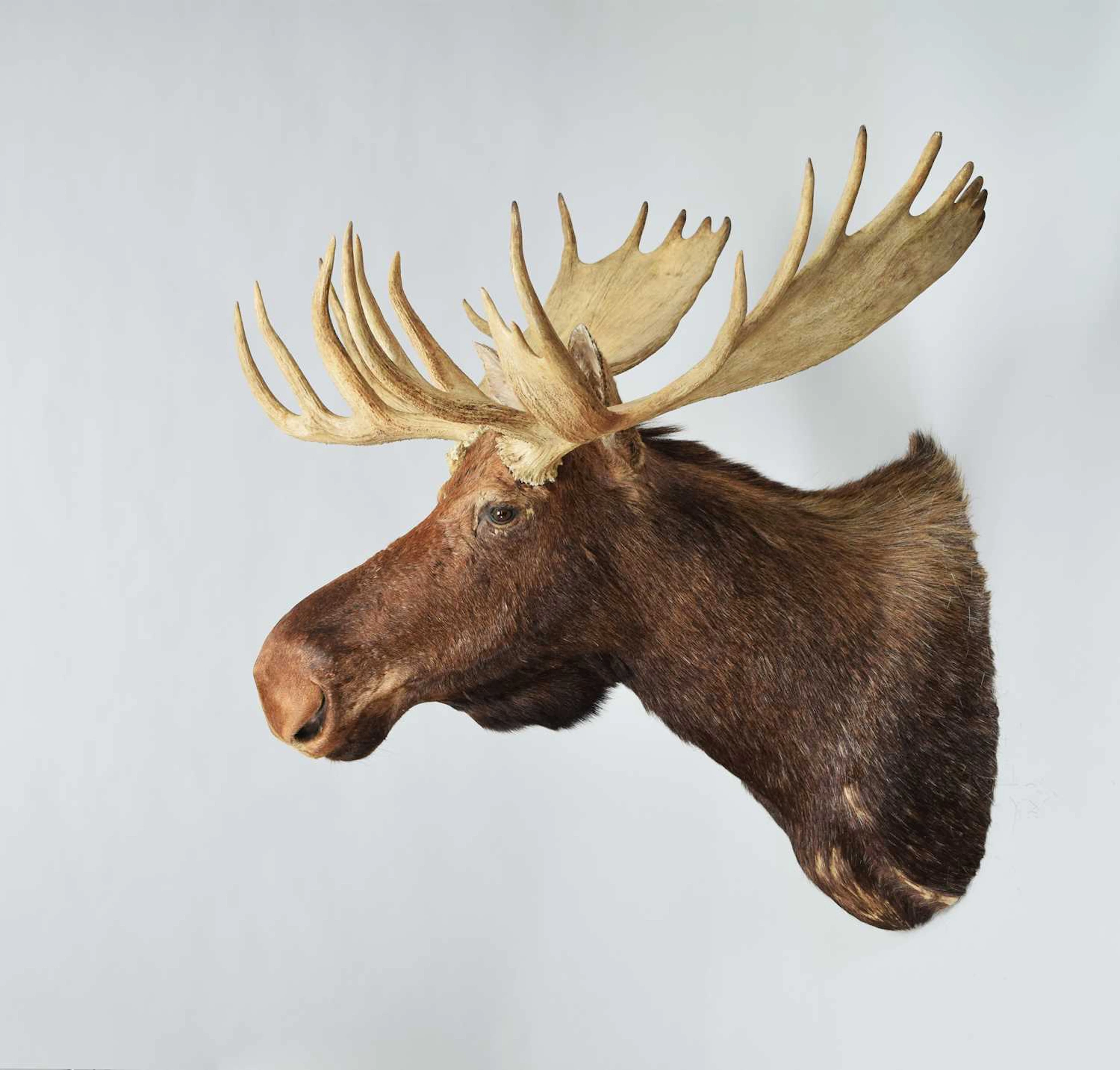 Taxidermy: Alaskan Moose (Alces alces), modern, North America, by