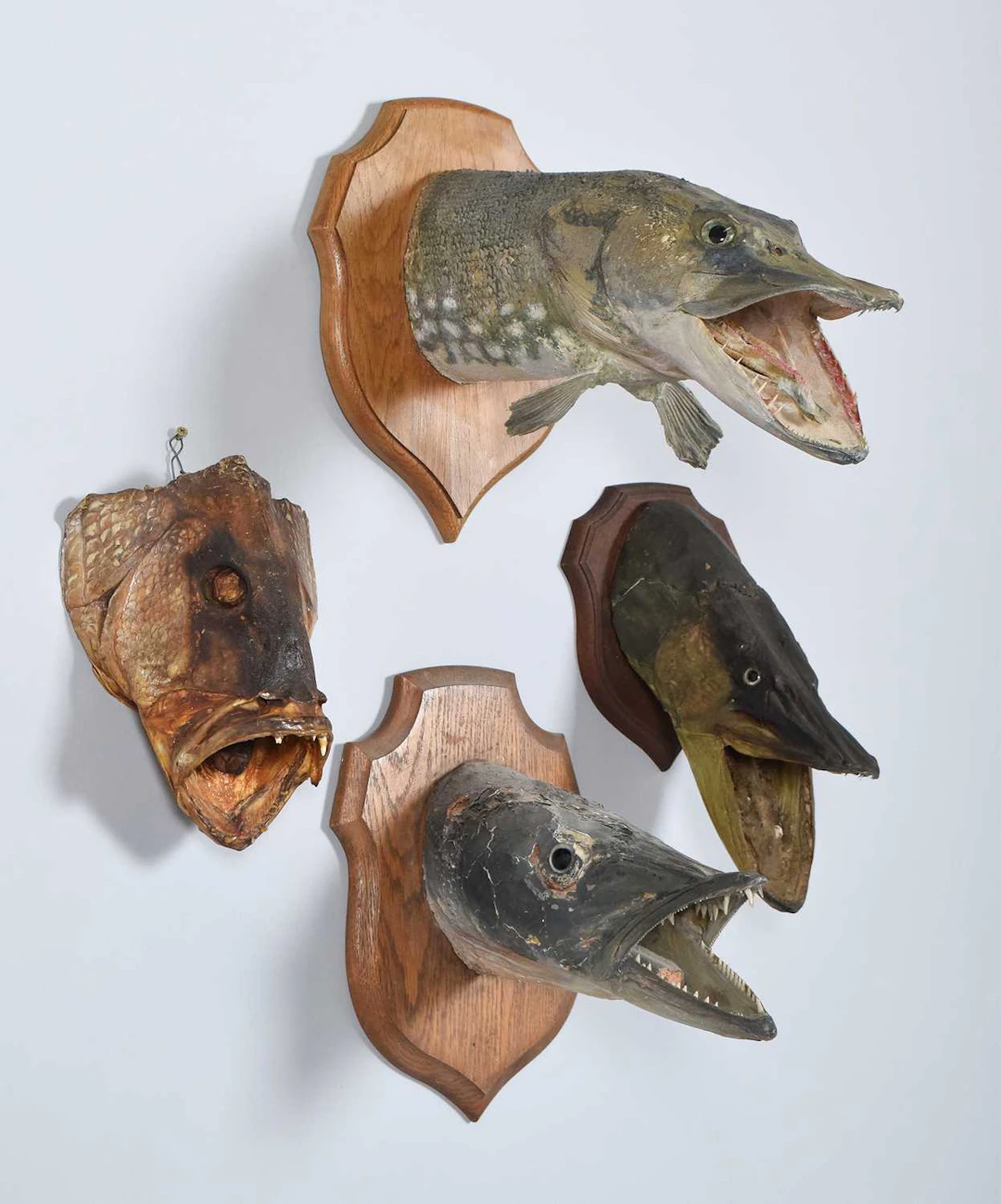 Taxidermy: A Group of Preserved Fish Heads, mid-late 20th century