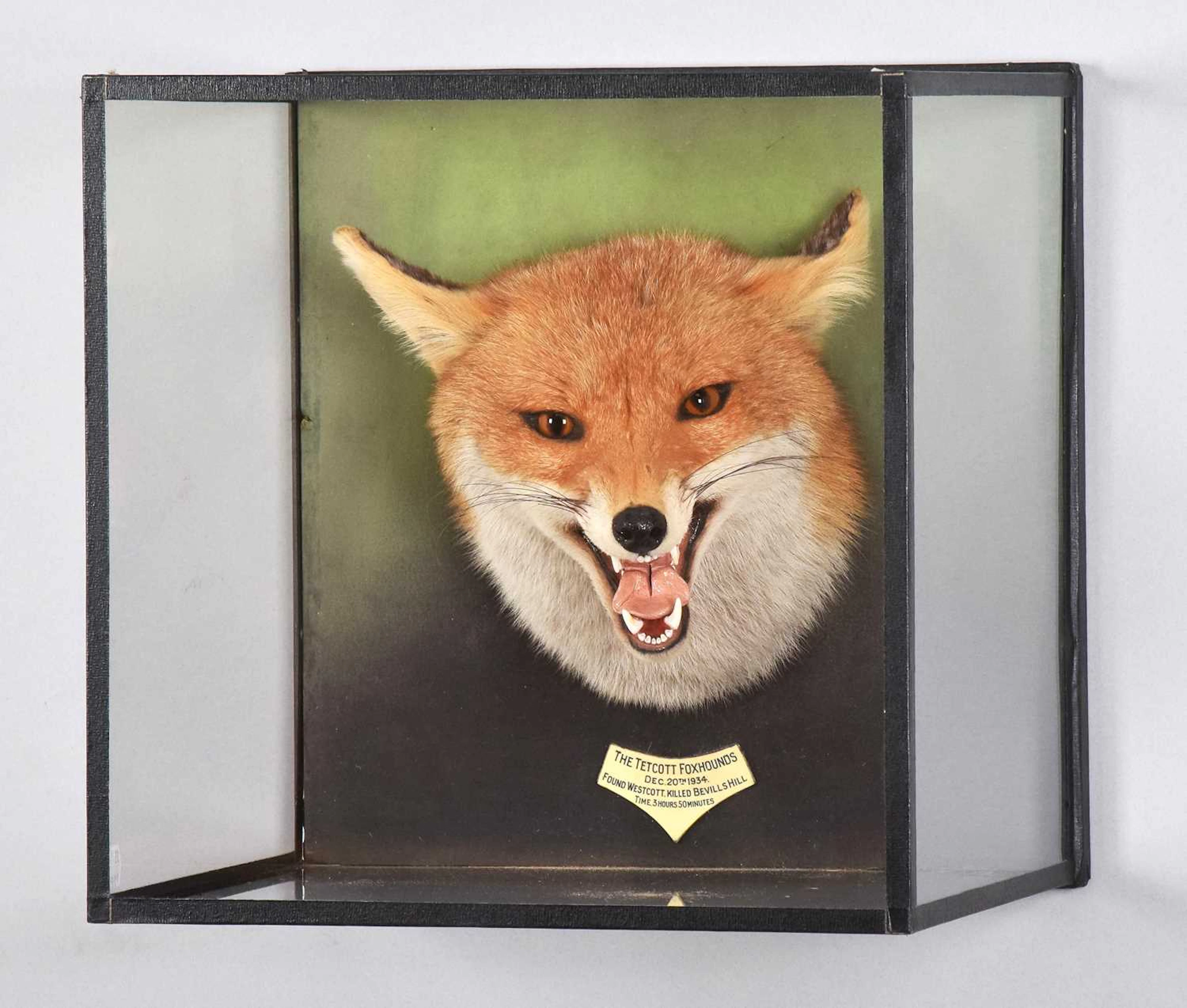 Taxidermy: A Wall Cased Red Fox Mask (Vulpes vulpes), dated 1934