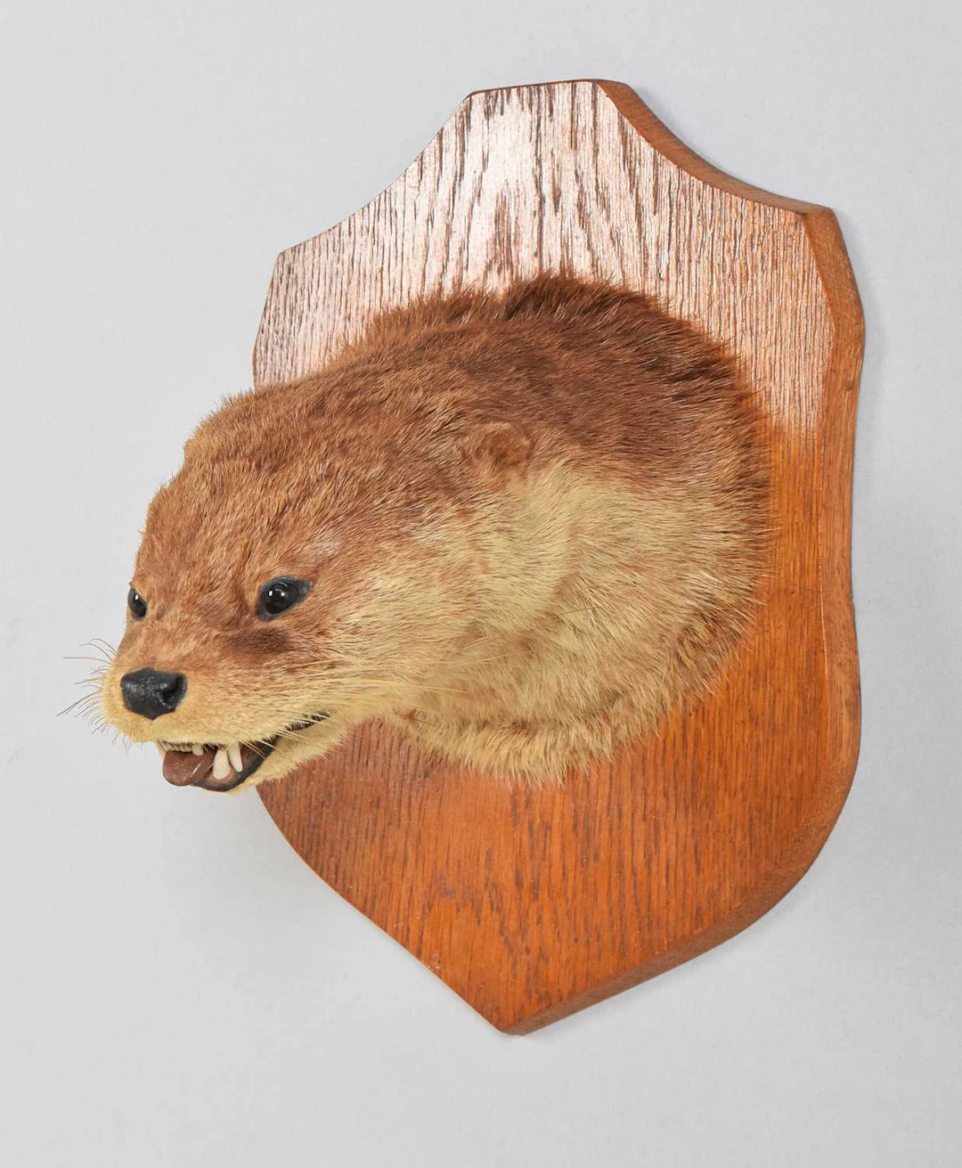 Taxidermy: European Otter Mask (Lutra lutra), circa 1923-1933, by