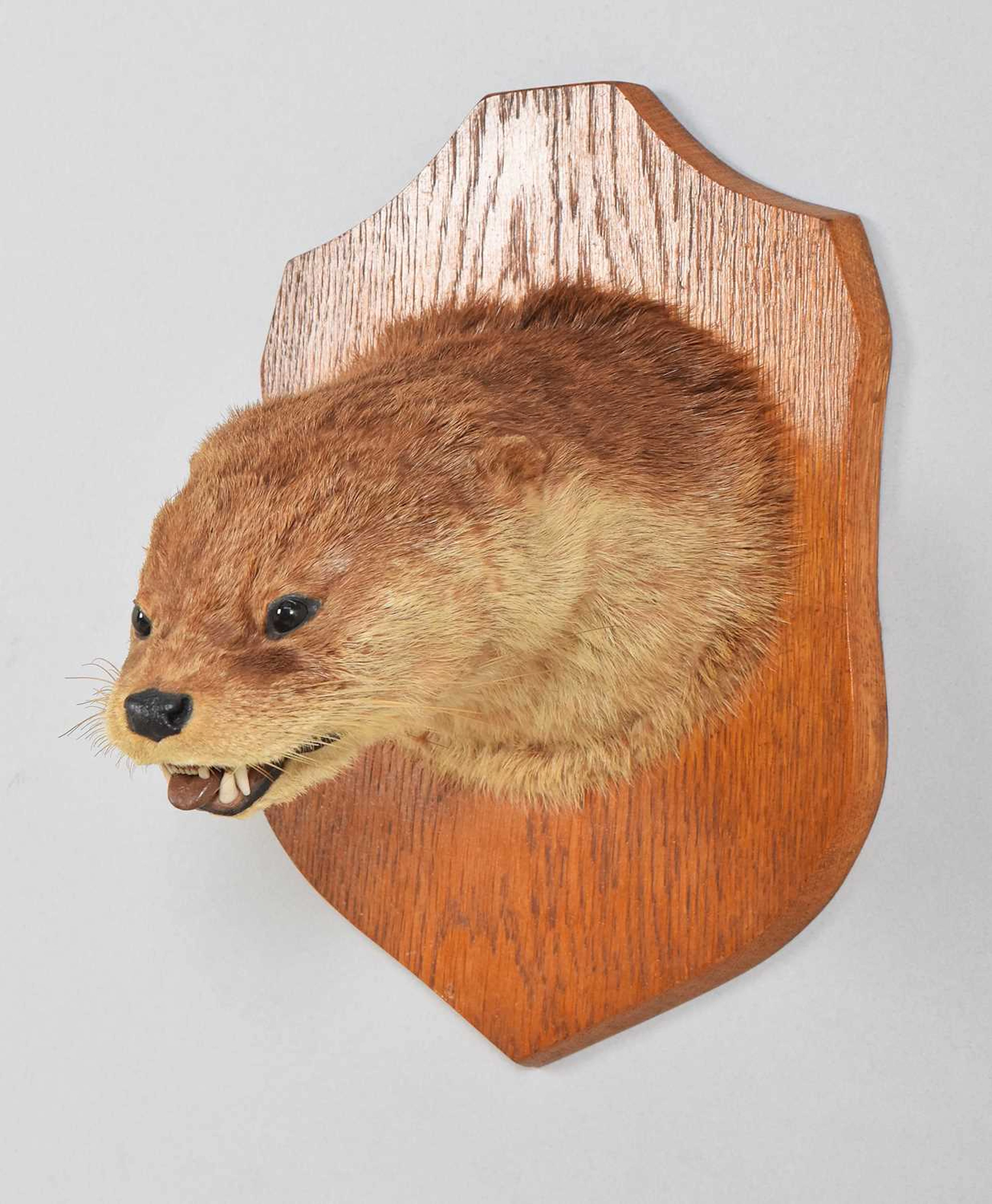 Taxidermy: European Otter Mask (Lutra lutra), circa 1923-1933, by