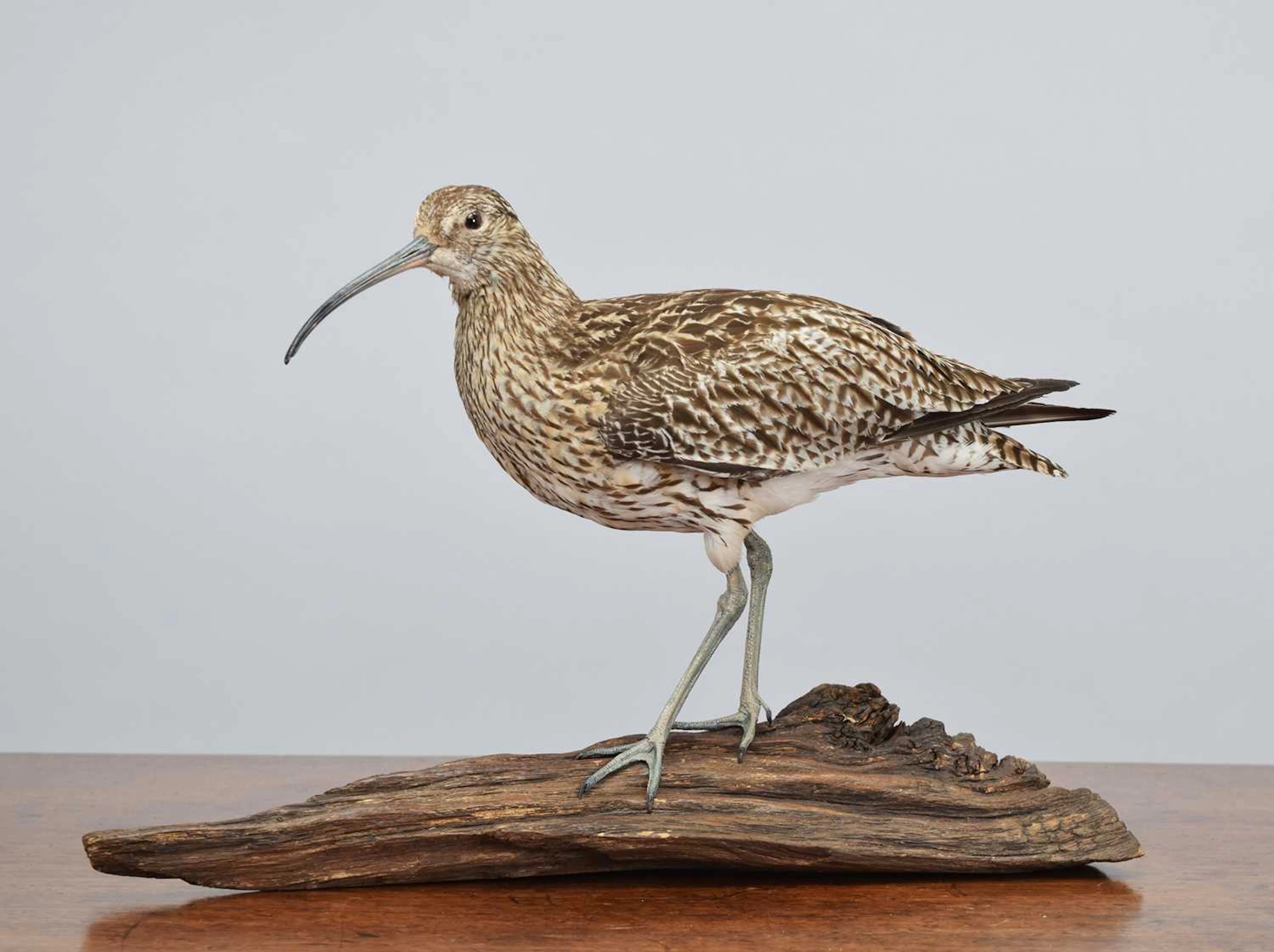Taxidermy: European Curlew (Numenius arquata), dated 2026, by Brian