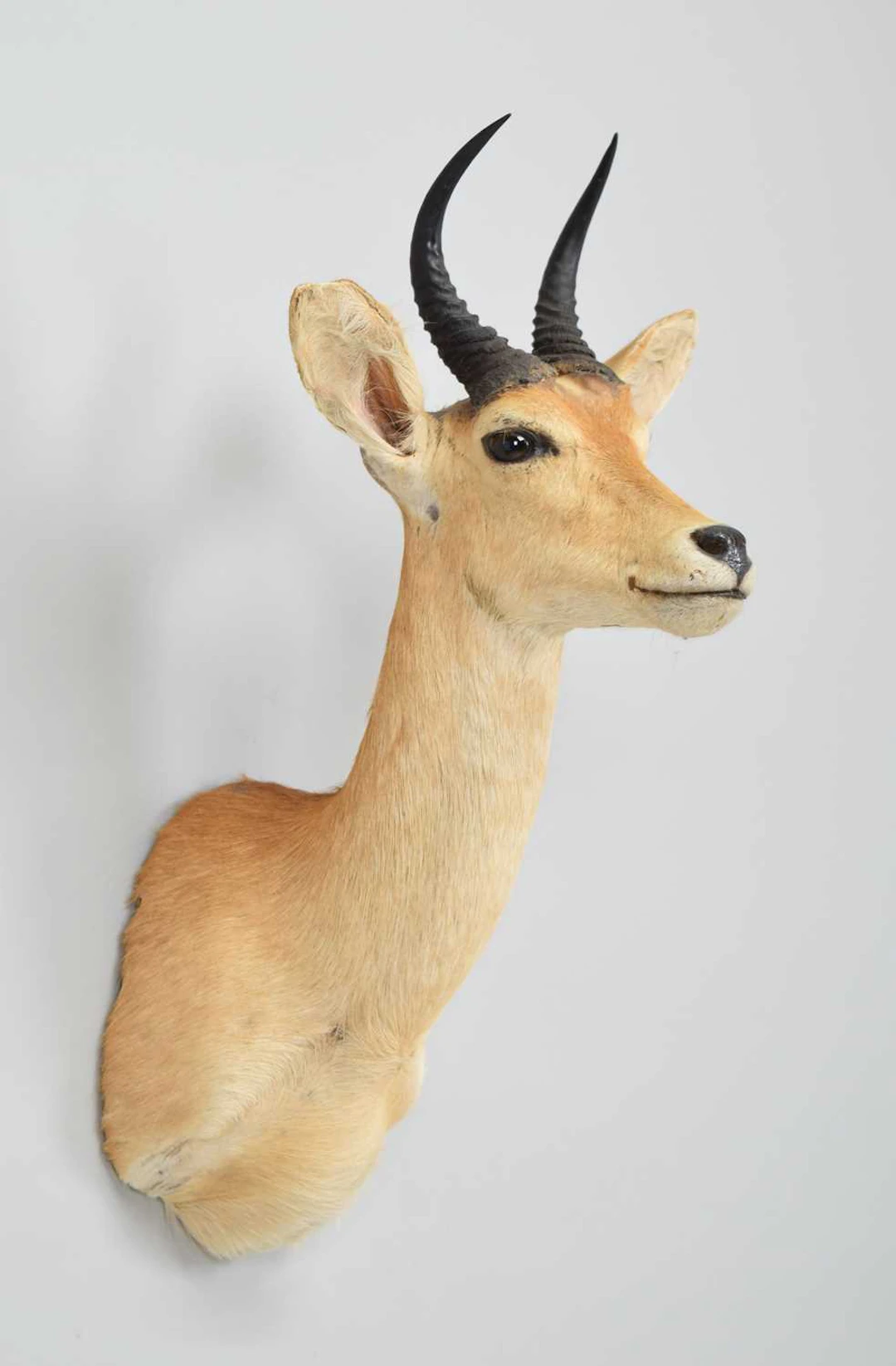 Taxidermy: Eastern Bohor Reedbuck (Redunca bohor), modern, by Colin