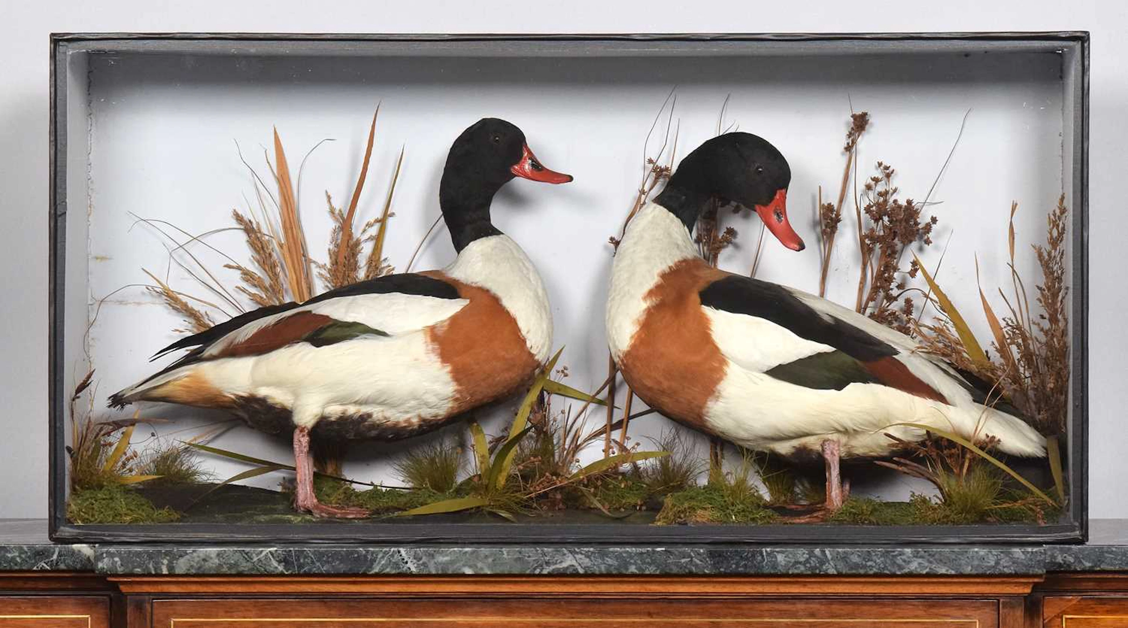 Taxidermy: A Late Victorian Cased Pair of Common Shelducks (Tadorna