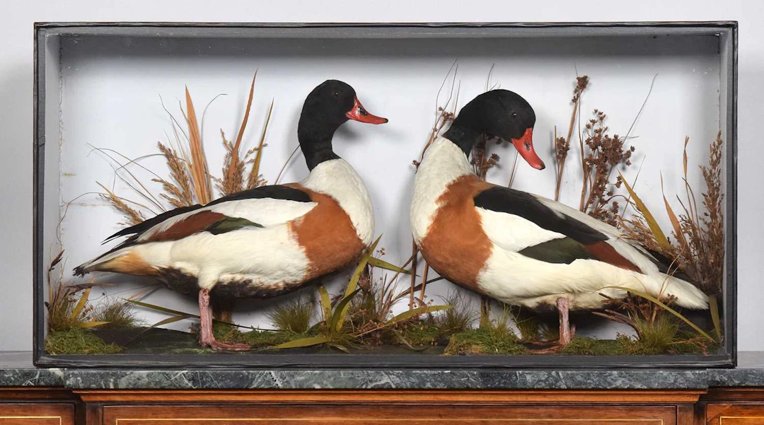 Taxidermy: A Late Victorian Cased Pair of Common Shelducks (Tadorna