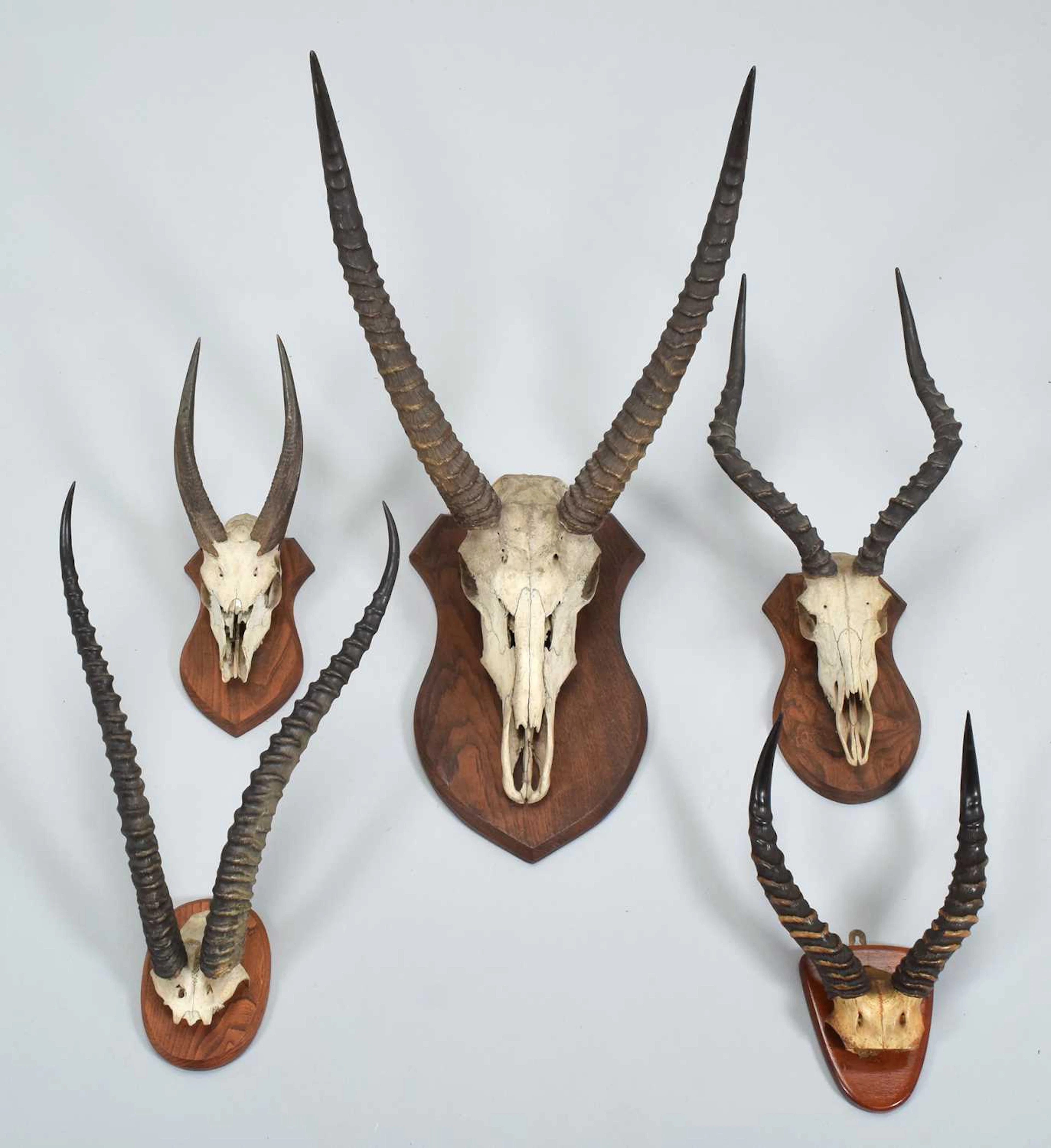 Antlers/Horns: A Group of African Big Game Trophy Horns, early 20th century