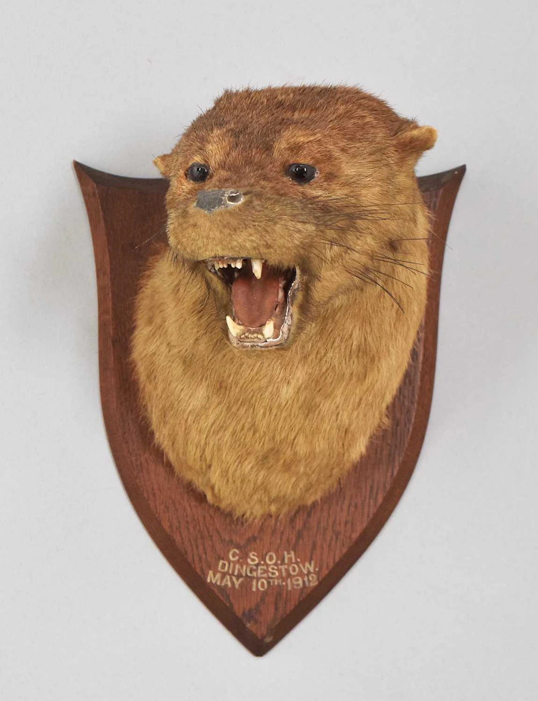 Taxidermy: Eurasian Otter Mask (Lutra lutra), dated 1912, C.S.O.H