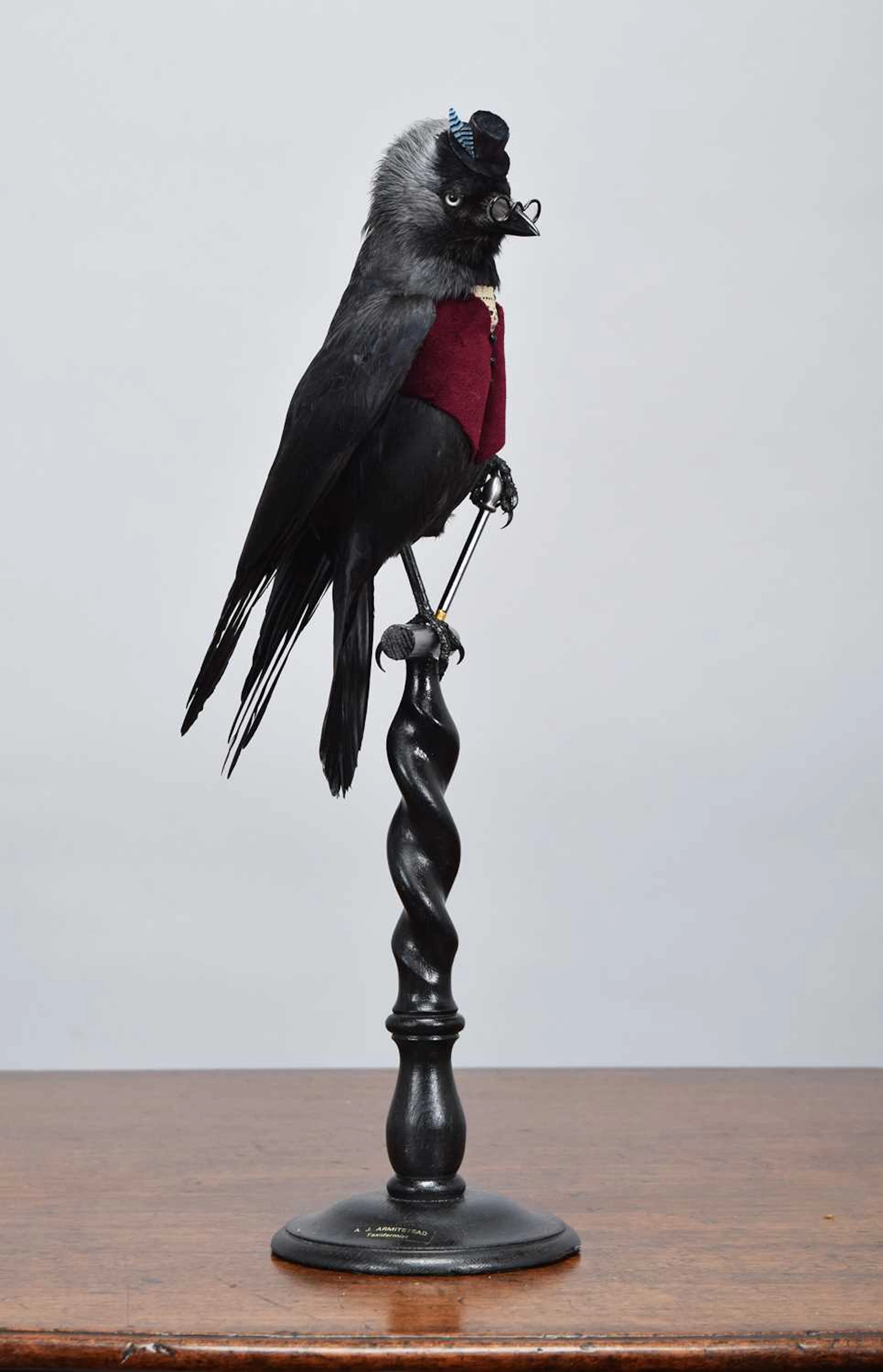 Anthropomorphic Taxidermy: The Dandy Jackdaw (Corvus monedula), dated