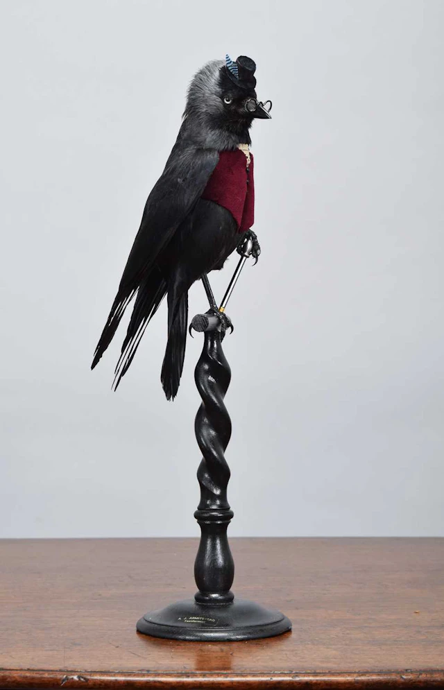 Anthropomorphic Taxidermy: The Dandy Jackdaw (Corvus monedula), dated