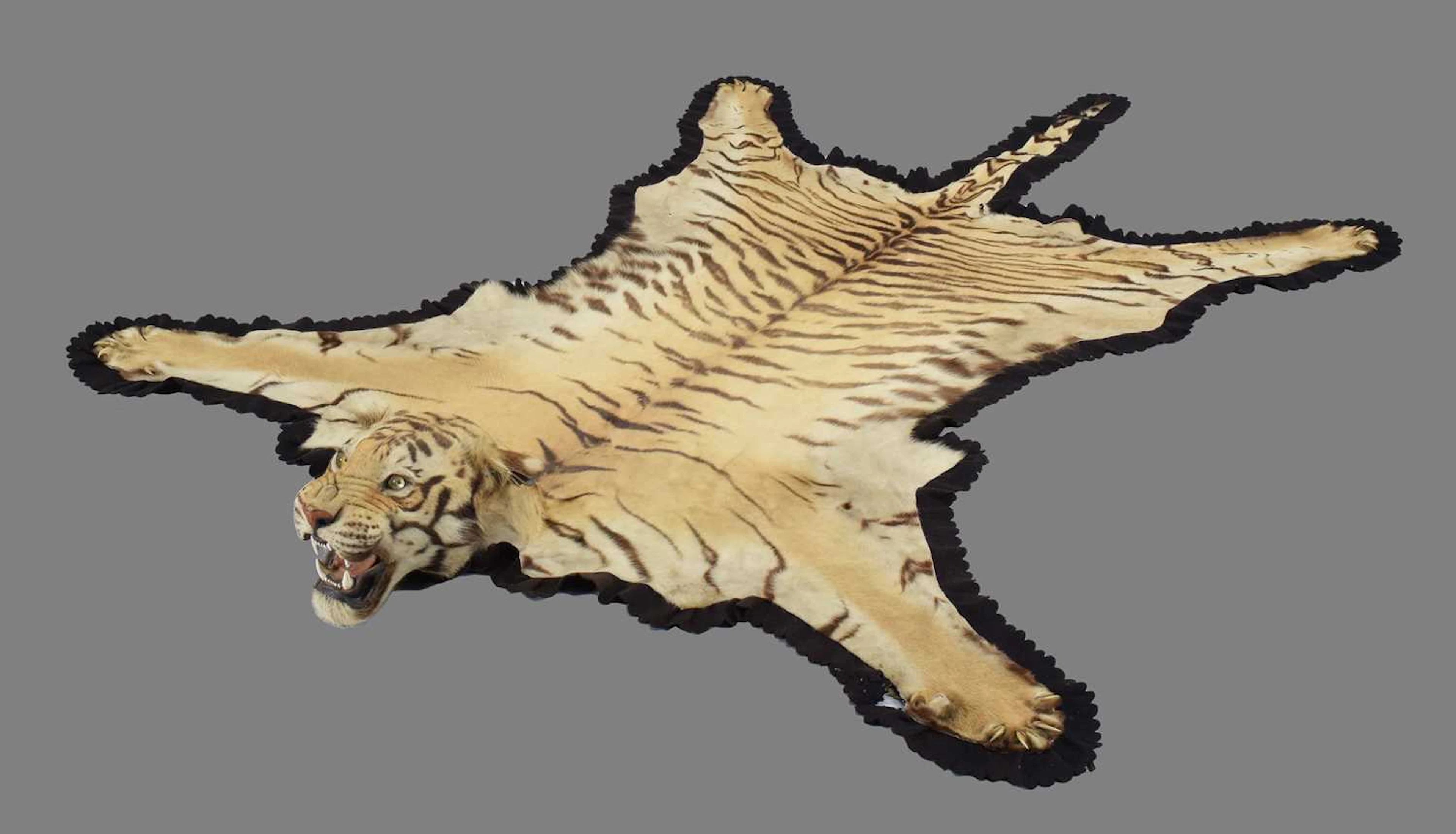 Taxidermy: Bengal Tiger Skin Rug (Panthera tigris tigris), dated 1936