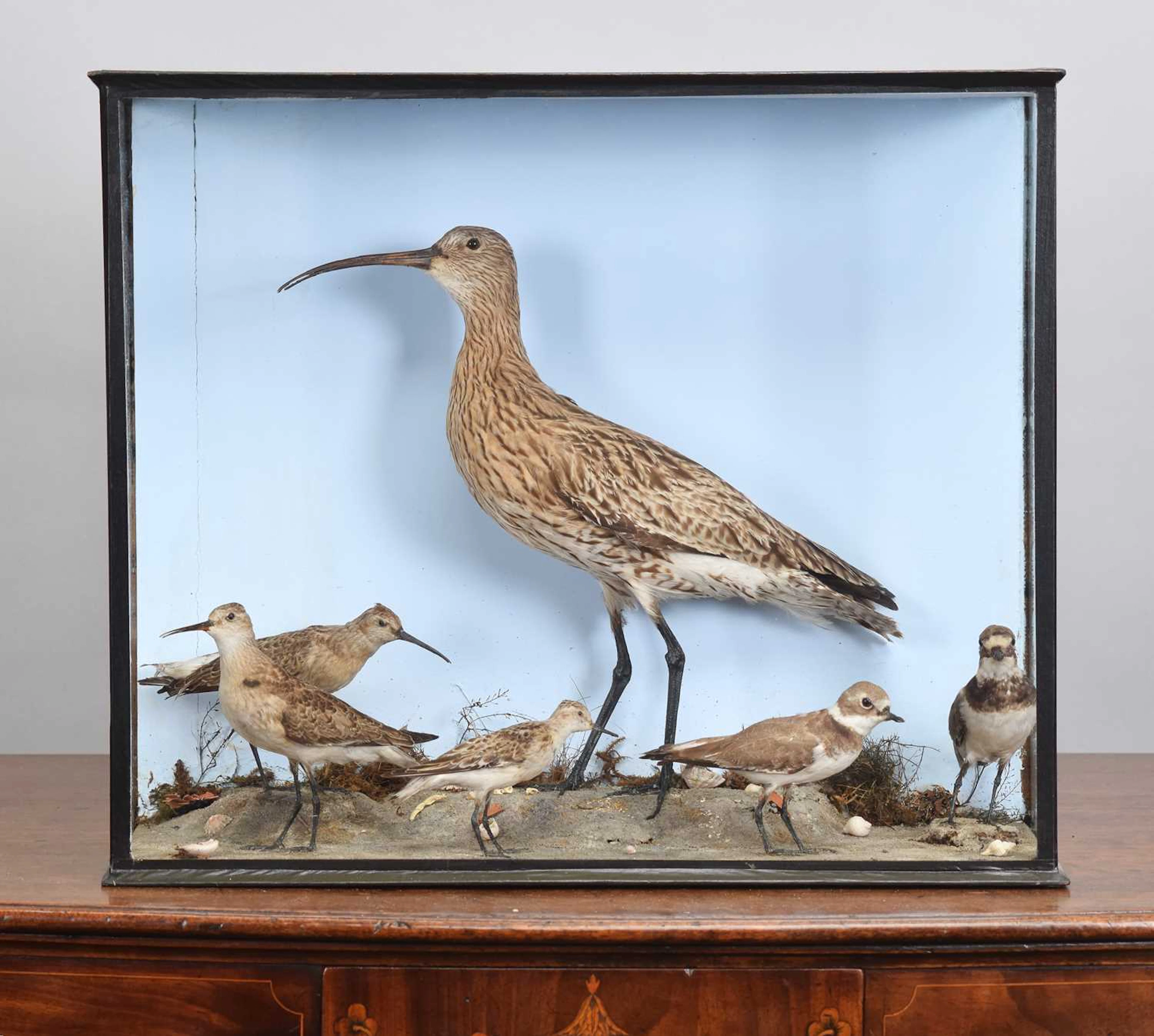 Taxidermy: A Late Victorian Cased Display of Estuary and Wading Birds