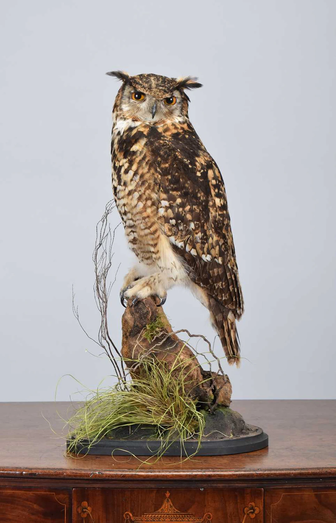 Taxidermy: Mackinders or Cape Eagle Owl (Bubo capensis), modern, captive