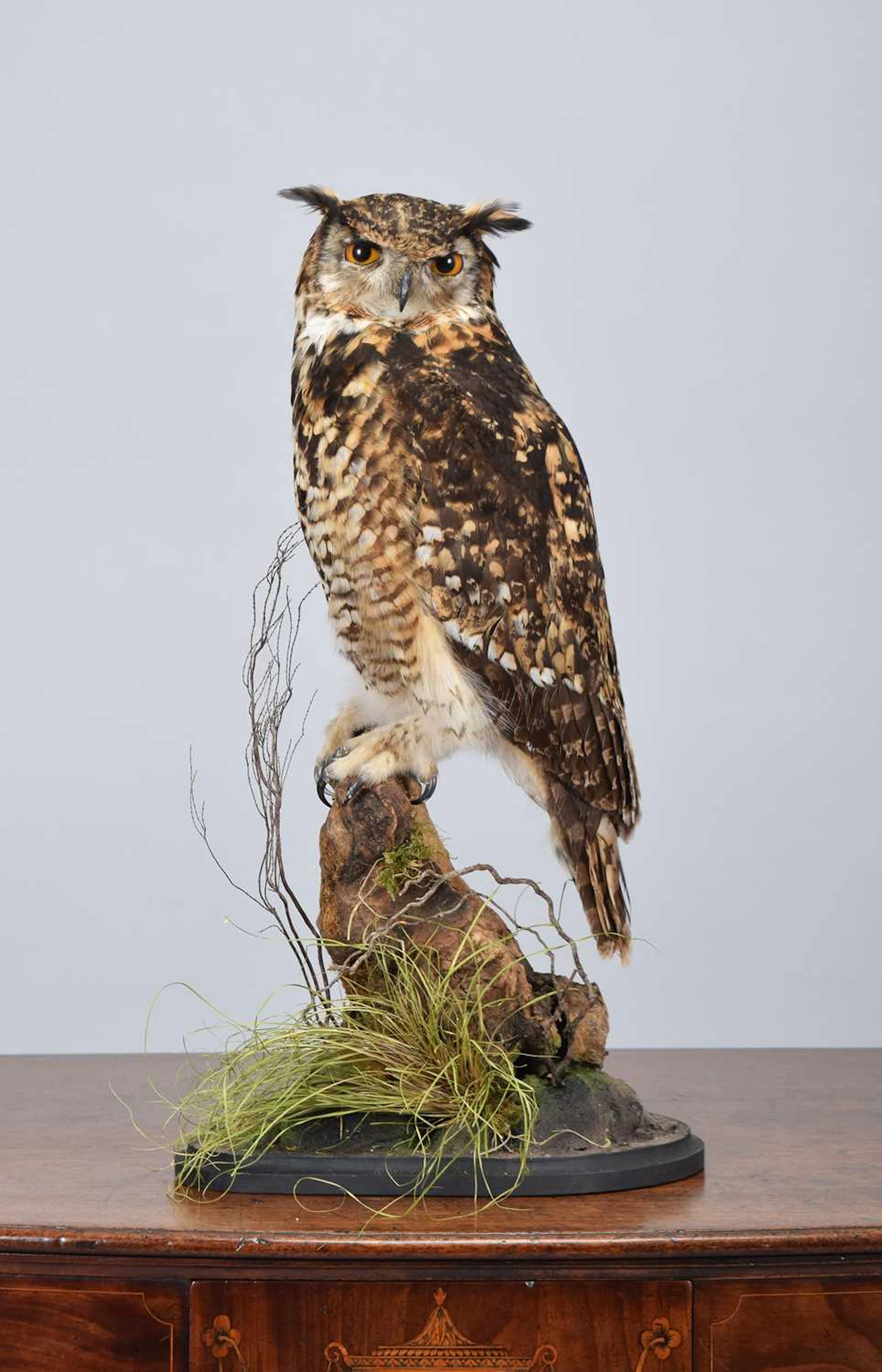 Taxidermy: Mackinders or Cape Eagle Owl (Bubo capensis), modern, captive