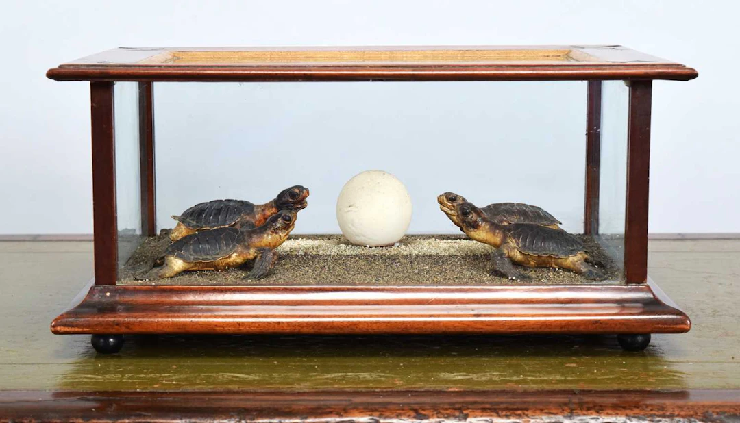 Taxidermy: A Diorama of Baby Hawksbill Sea Turtles (Eretmochelys imbricata)