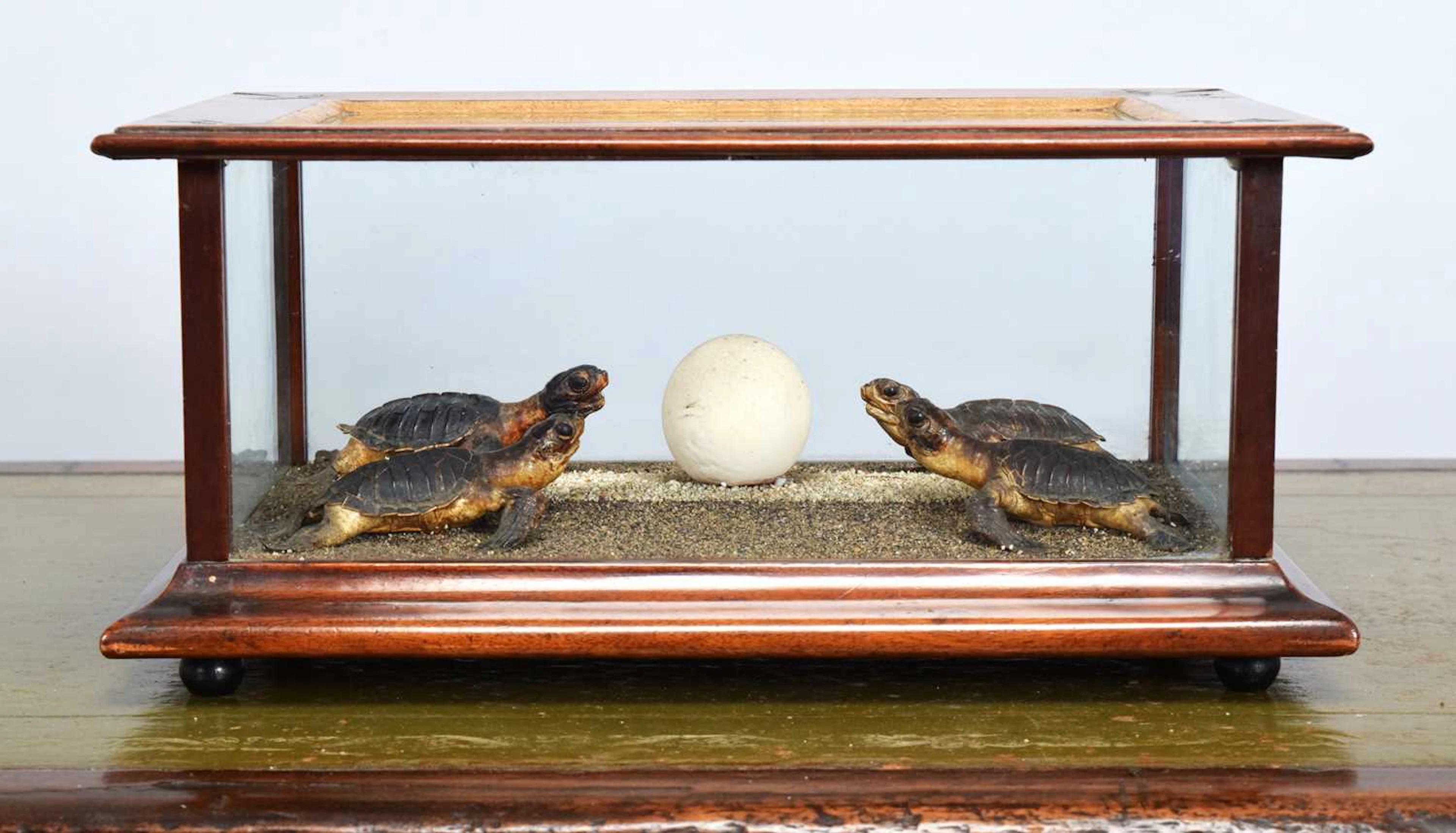 Taxidermy: A Diorama of Baby Hawksbill Sea Turtles (Eretmochelys imbricata)