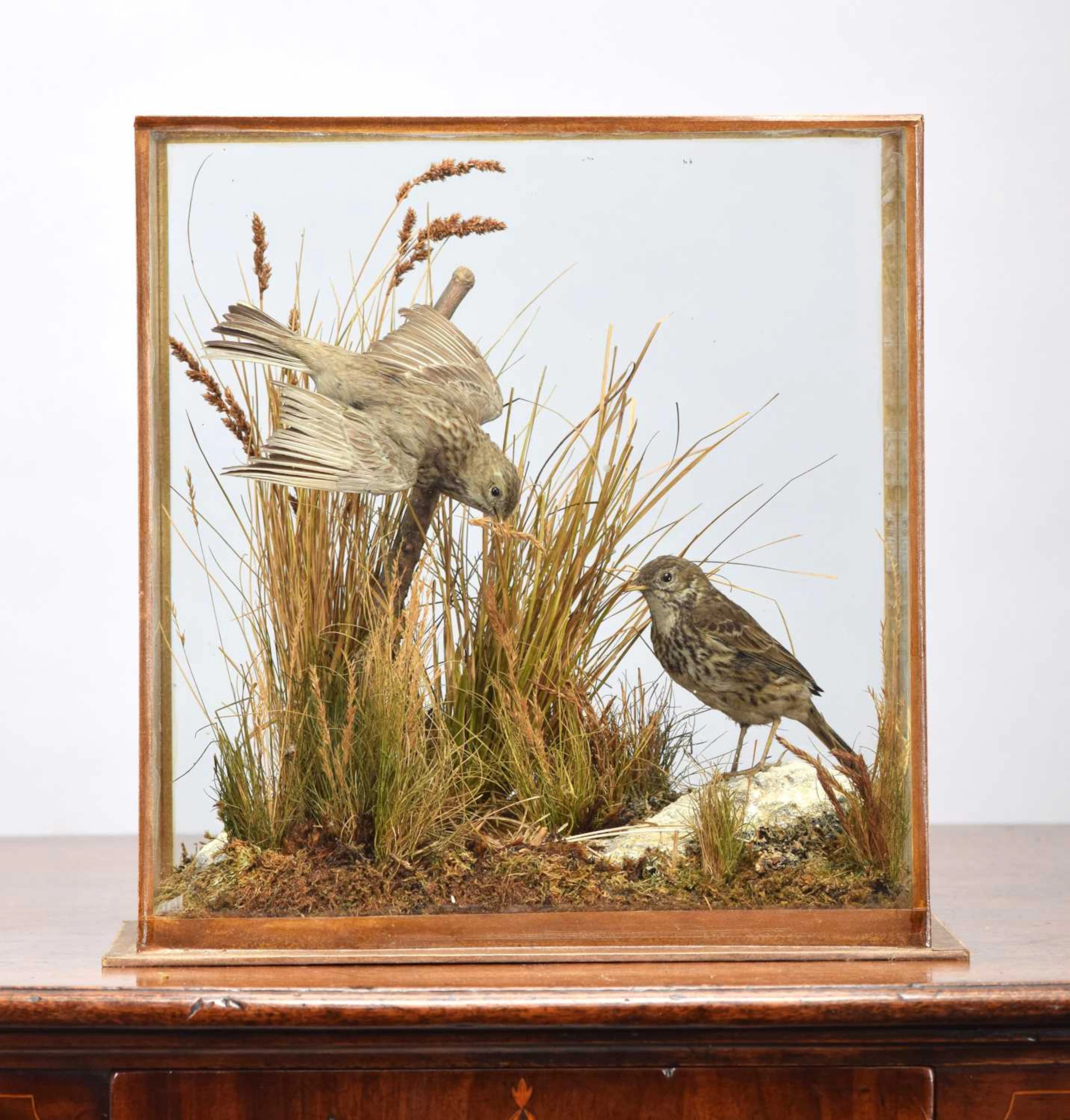 Taxidermy: A Cased Pair of Meadow Pipits (Anthus pratensis), early