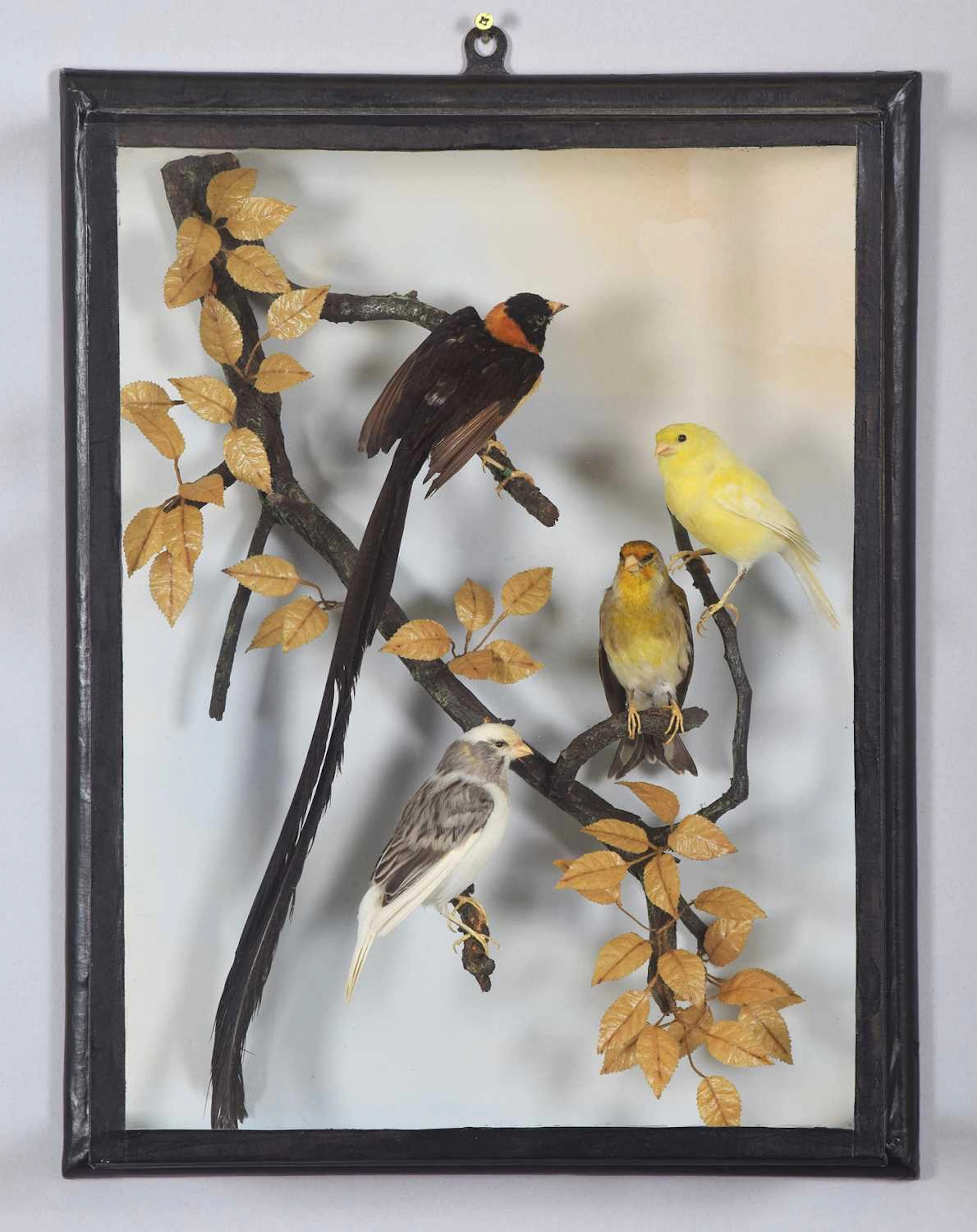 Taxidermy: A Wall Cased Display of Canaries and Long-tailed Paradise