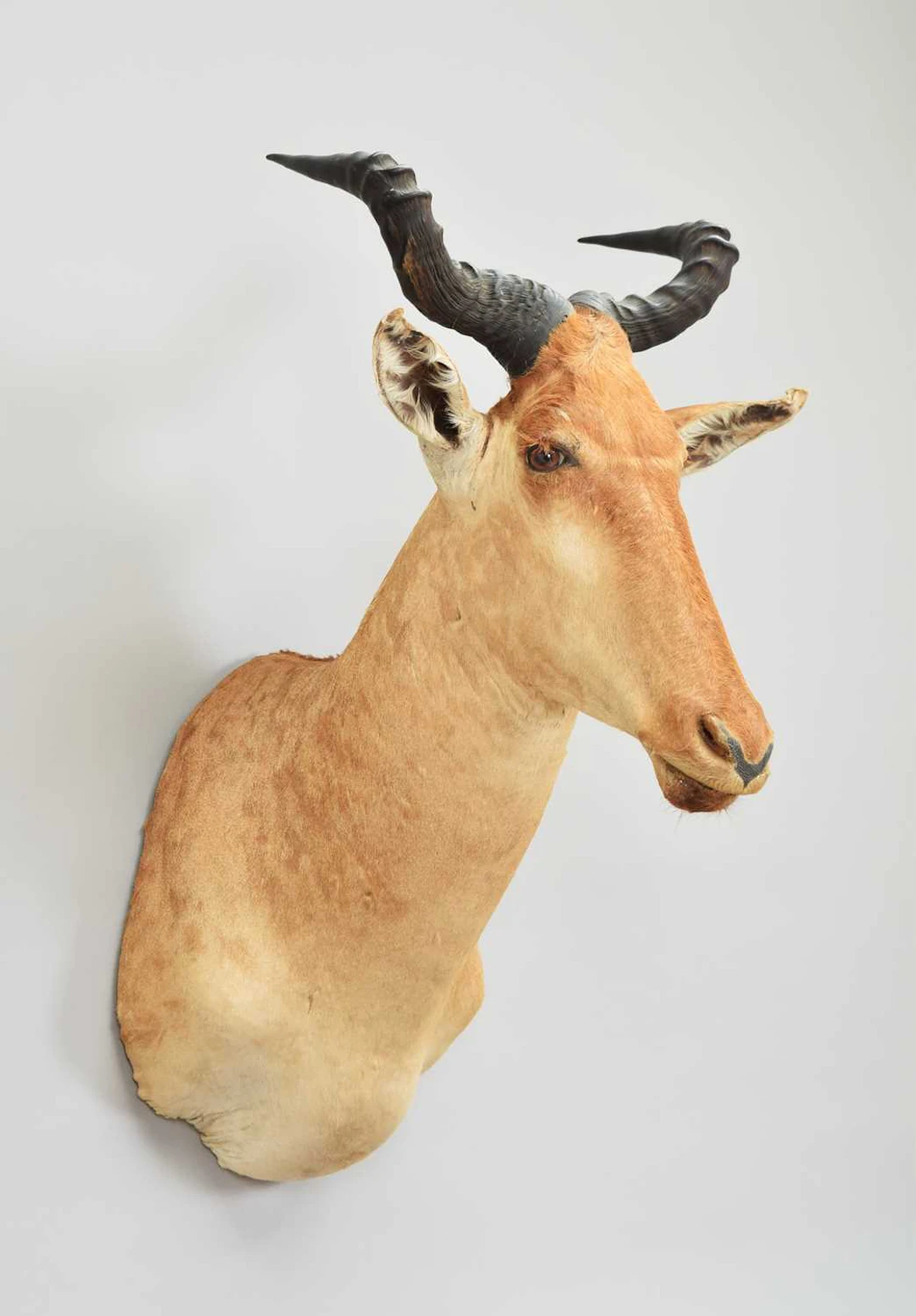 Taxidermy: Coke's Hartebeest (Alcelaphus cokii), modern, by Colin