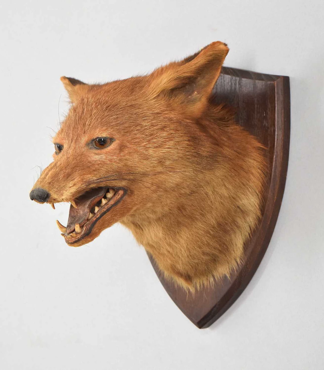 Taxidermy: European Red Fox Mask (Vulpes vulpes), early 20th century