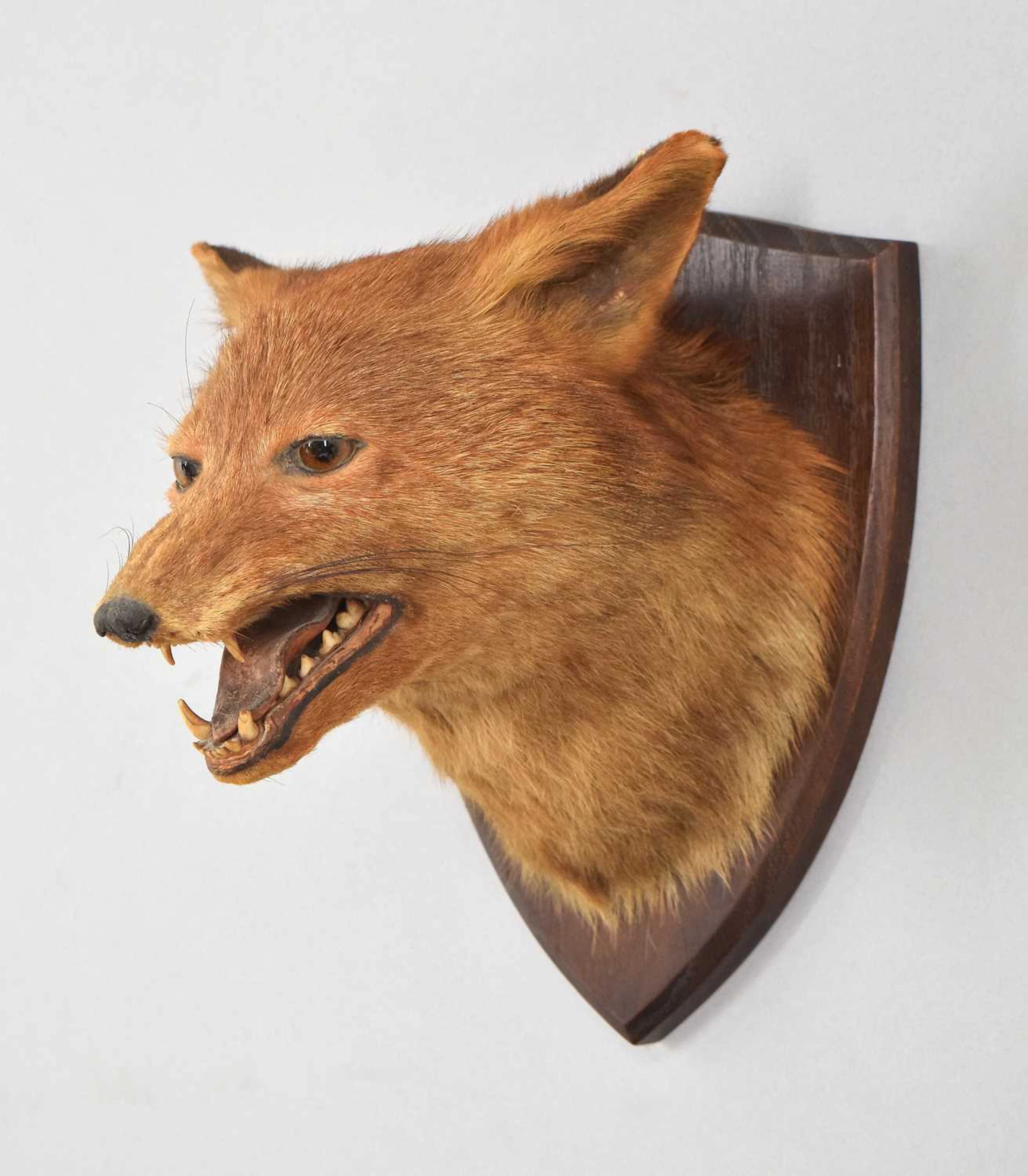 Taxidermy: European Red Fox Mask (Vulpes vulpes), early 20th century