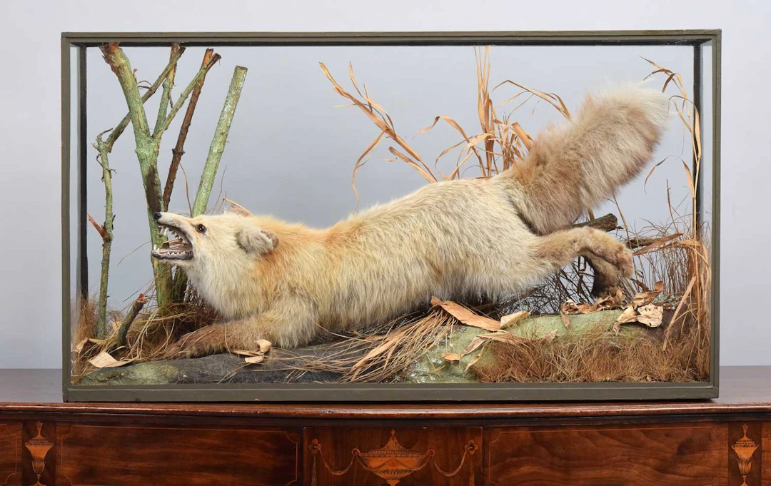 Taxidermy: A Late Victorian Cased Siberian Red Fox (Vulpes vulpes)