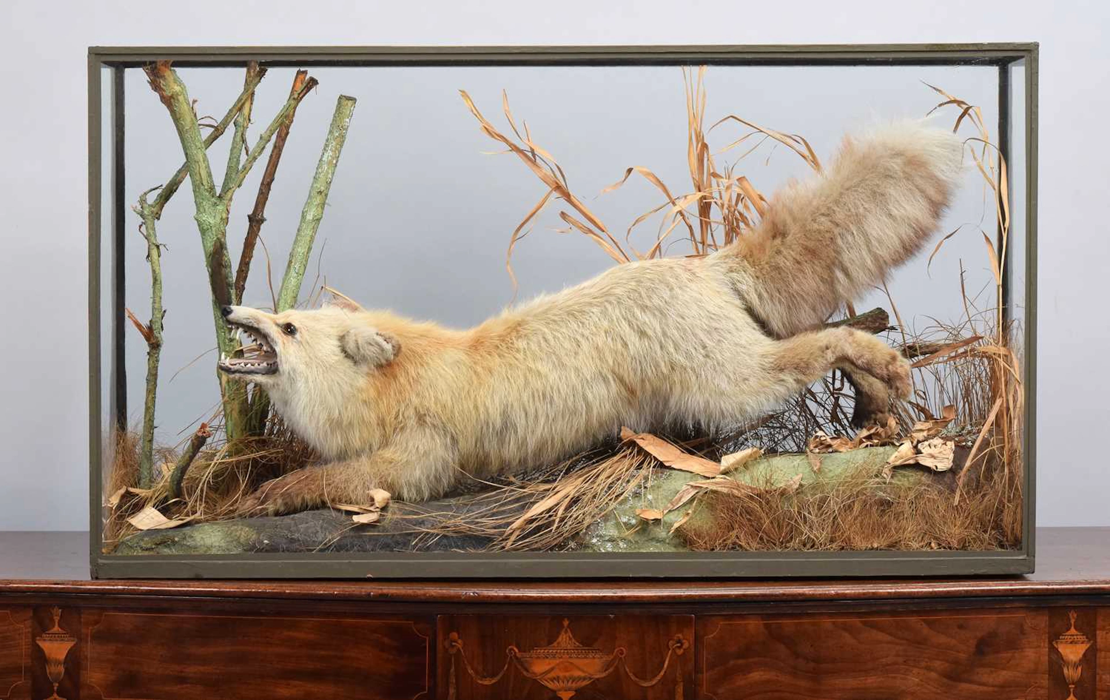 Taxidermy: A Late Victorian Cased Siberian Red Fox (Vulpes vulpes)