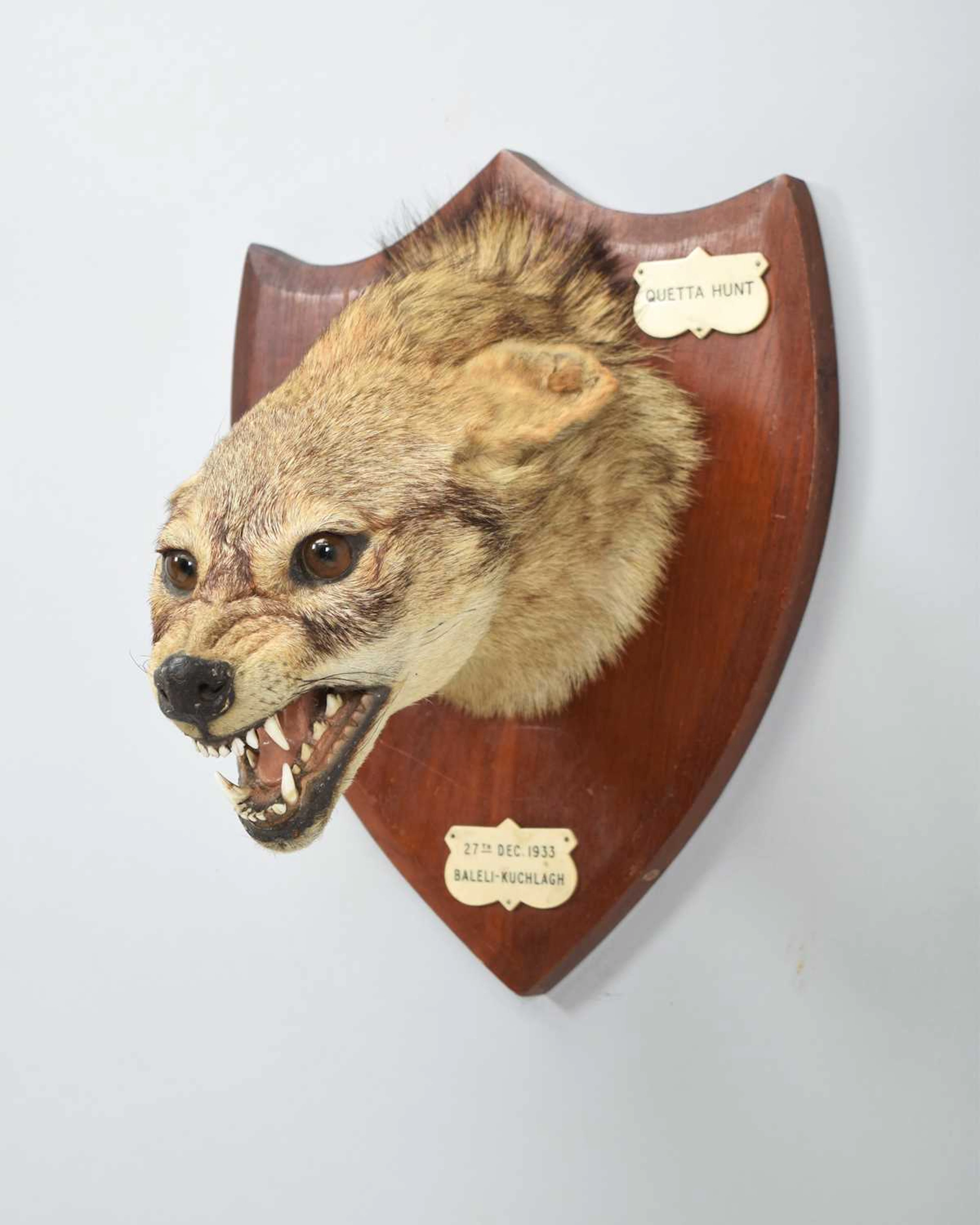 Taxidermy: Indian Jackal (Canis aureus indicus), dated 1933, by Van
