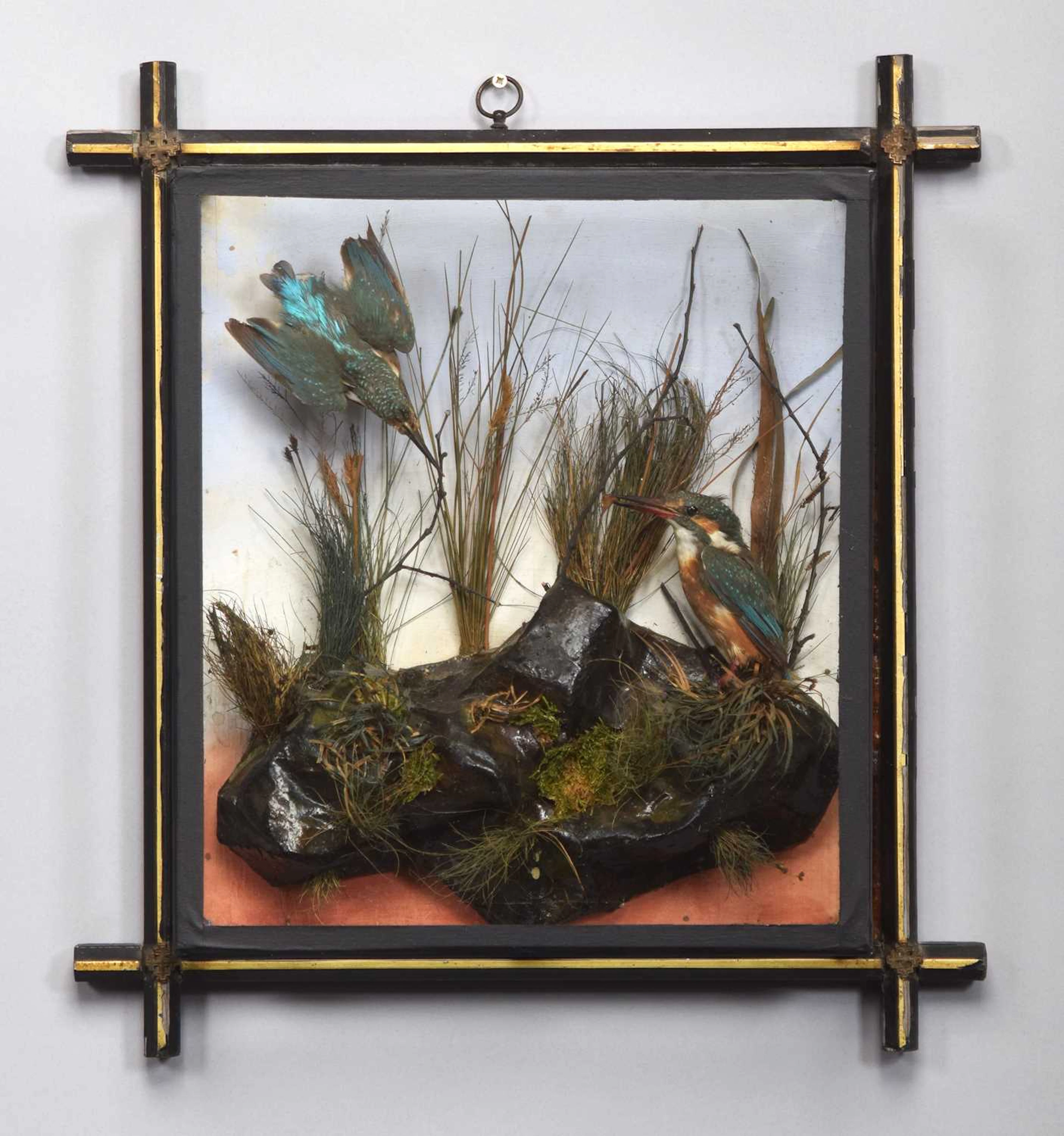 Taxidermy: A Late Victorian Wall Cased Pair of European Kingfishers