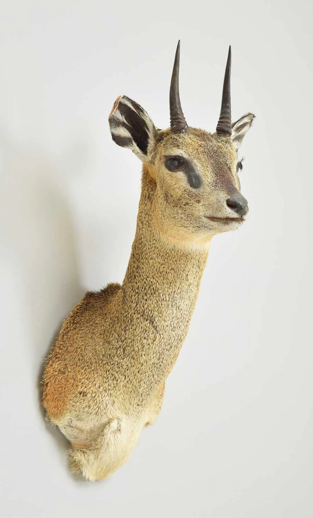 Taxidermy: Cape Klipspringer (Oreotragus oreotragus), modern, by Colin