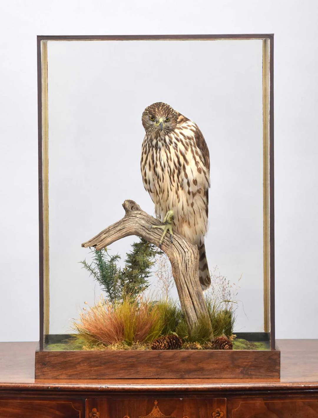 Taxidermy: A Cased Northern Goshawk (Accipiter gentilis), captive