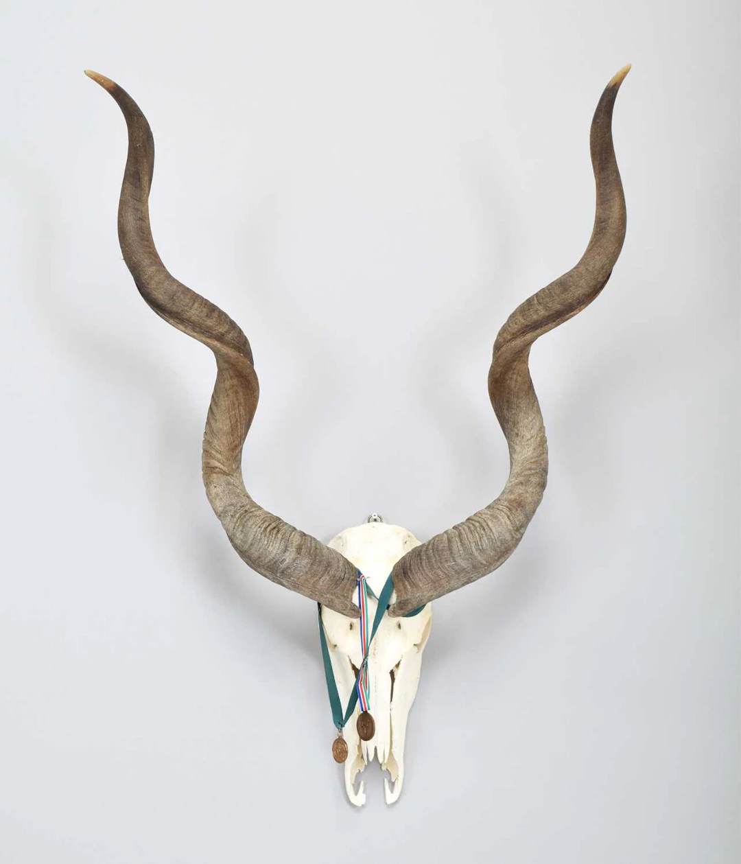 Skulls/Horns: Cape Greater Kudu (Tragelaphus strepsiceros), 2005